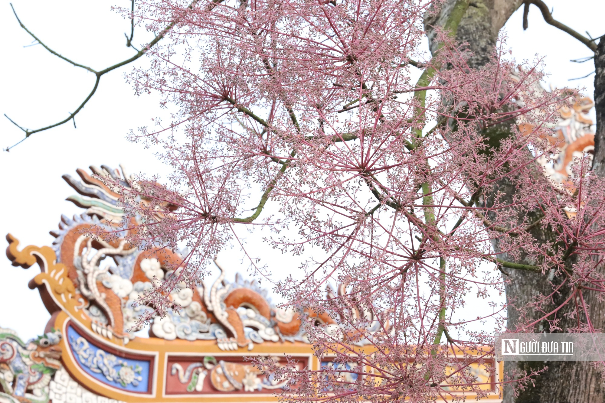 L&yacute; do "vương giả chi hoa" được trồng trong Ho&agrave;ng th&agrave;nh Huế - Ảnh 2.