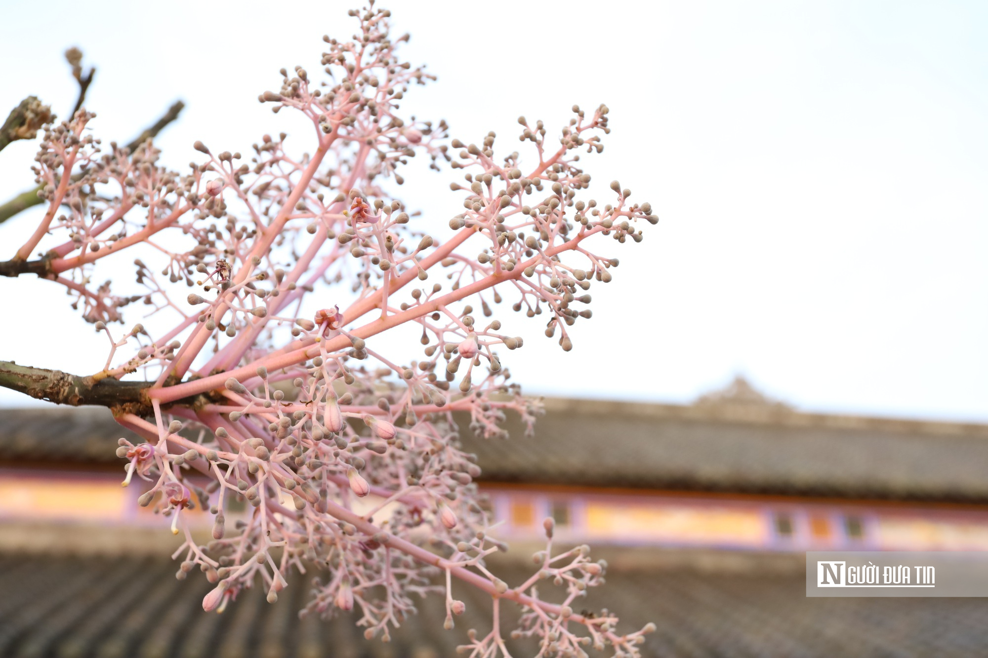 L&yacute; do "vương giả chi hoa" được trồng trong Ho&agrave;ng th&agrave;nh Huế - Ảnh 3.