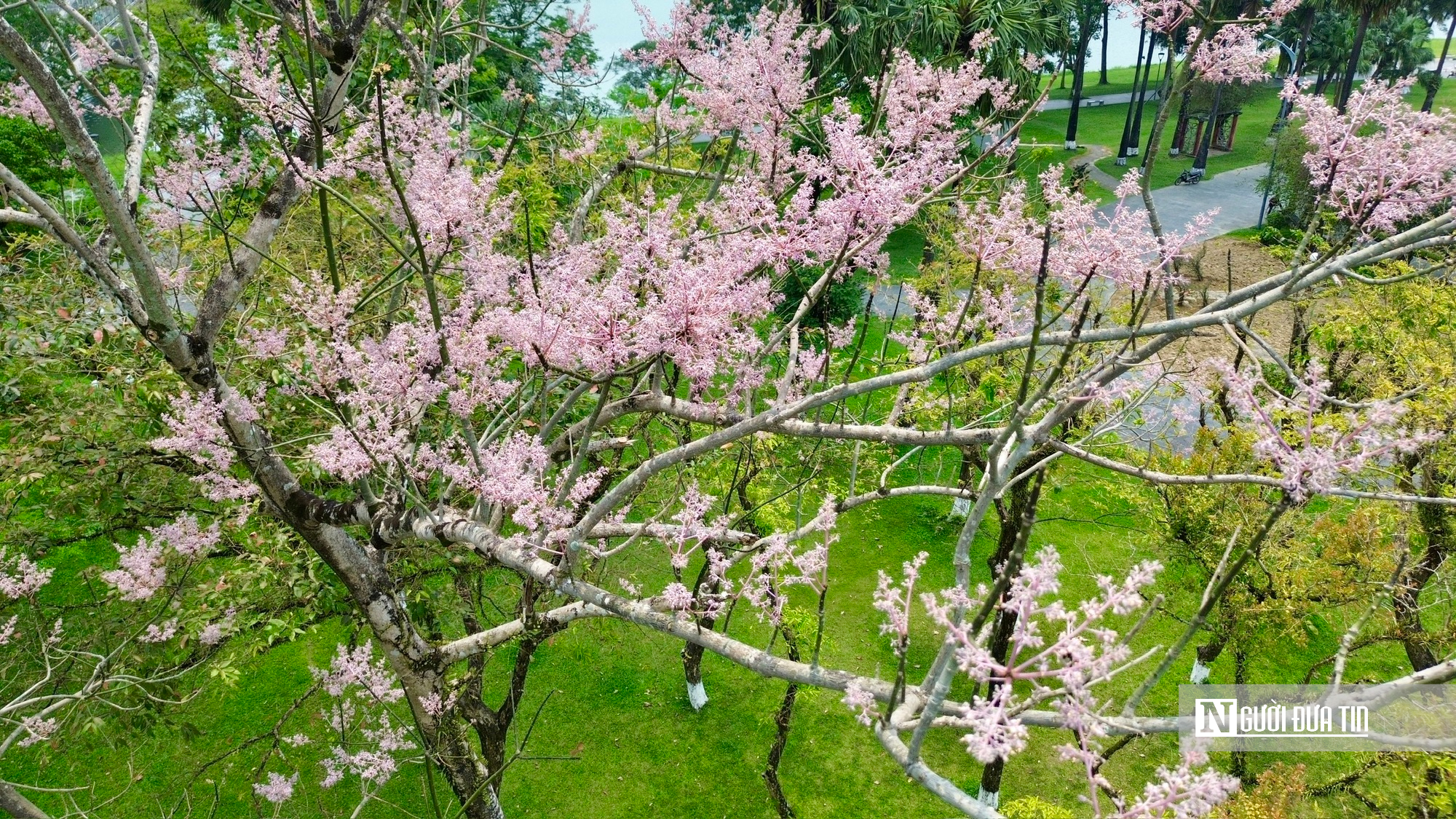 L&yacute; do "vương giả chi hoa" được trồng trong Ho&agrave;ng th&agrave;nh Huế - Ảnh 5.