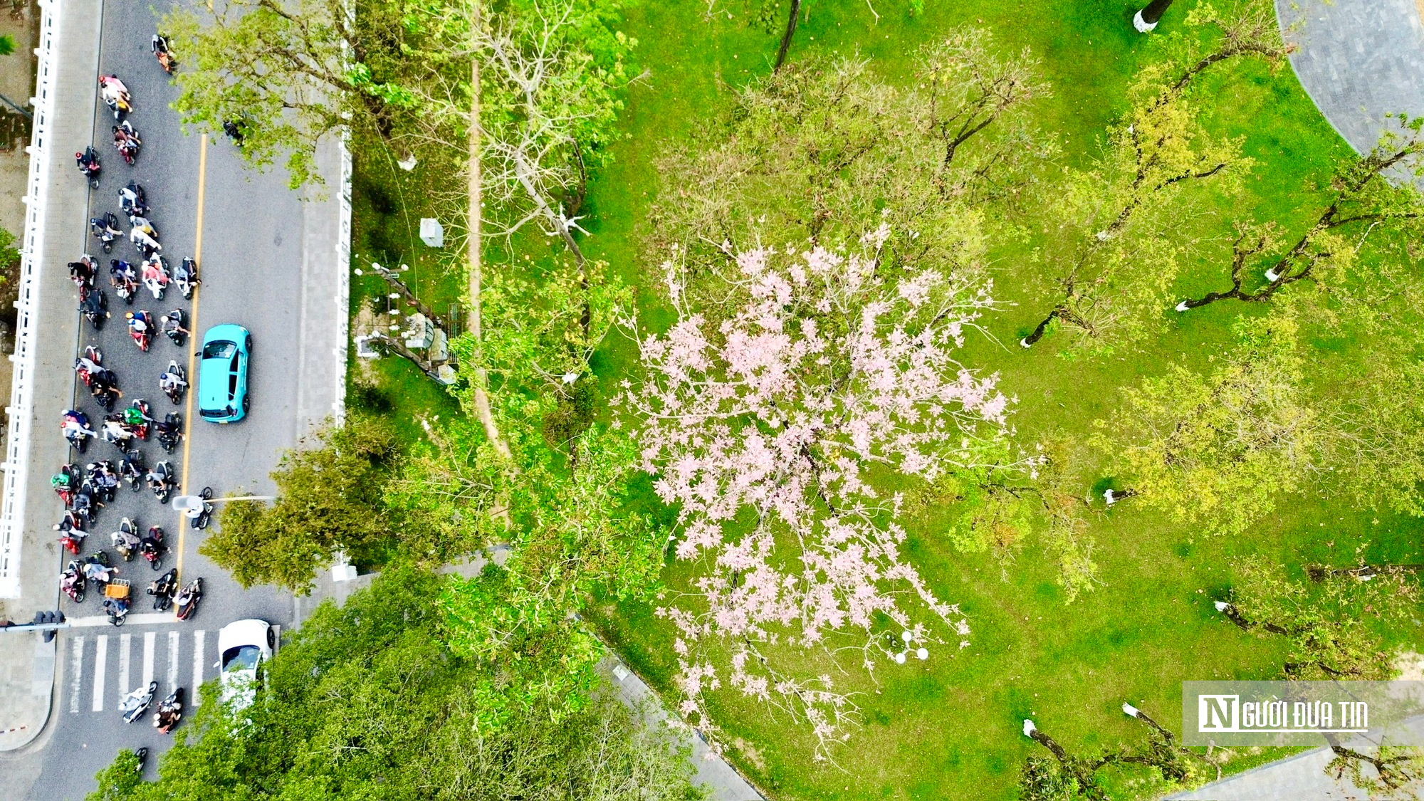 L&yacute; do "vương giả chi hoa" được trồng trong Ho&agrave;ng th&agrave;nh Huế - Ảnh 6.