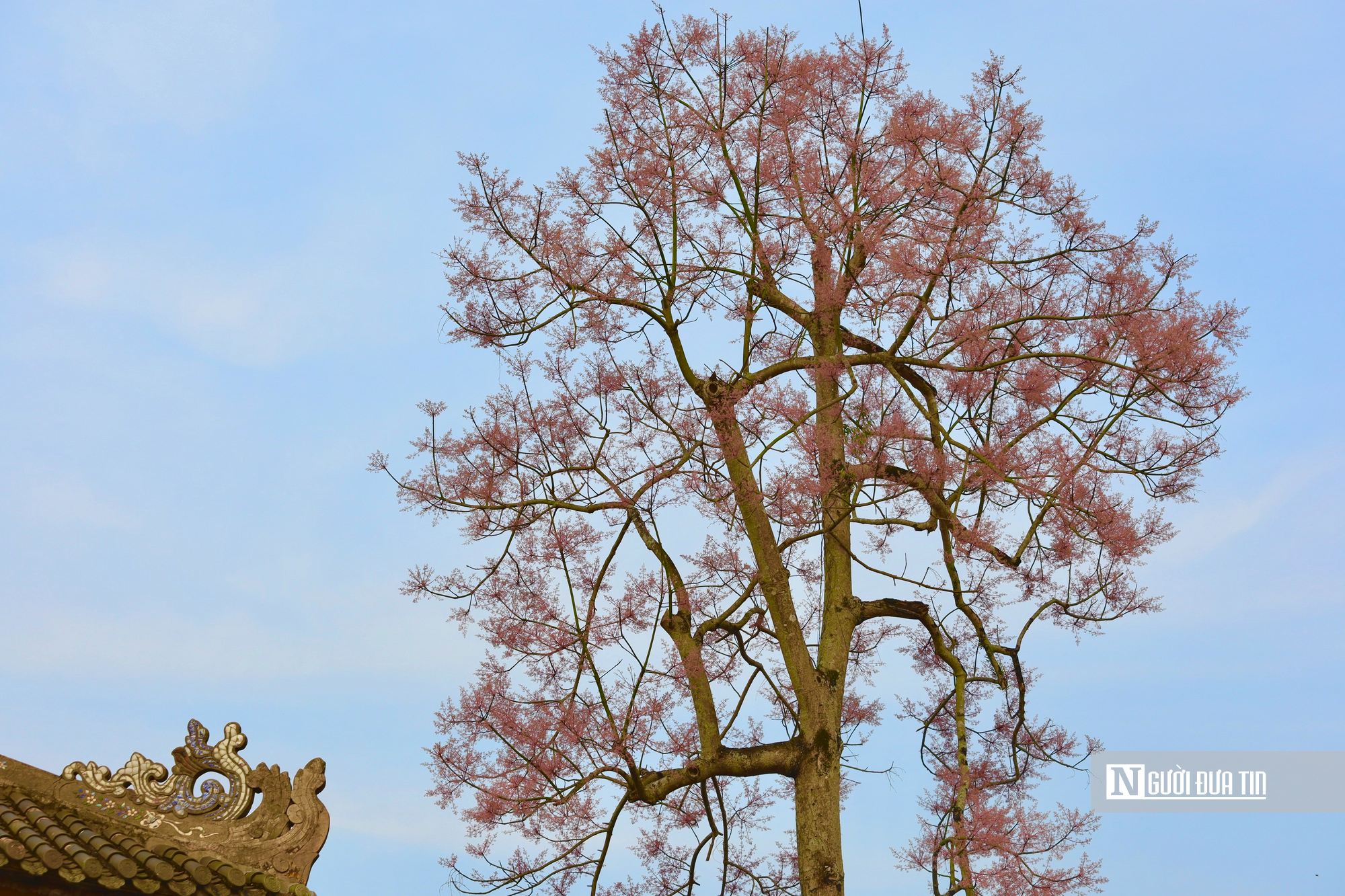 L&yacute; do "vương giả chi hoa" được trồng trong Ho&agrave;ng th&agrave;nh Huế - Ảnh 8.