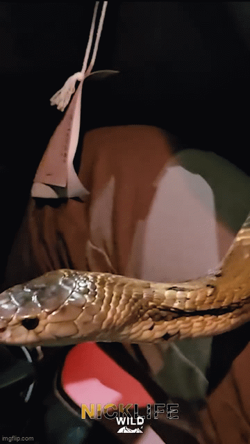 Chuy&ecirc;n gia bắt rắn chia sẻ trải nghiệm khi hổ mang cắn r&aacute;ch bao tải - Ảnh 2.