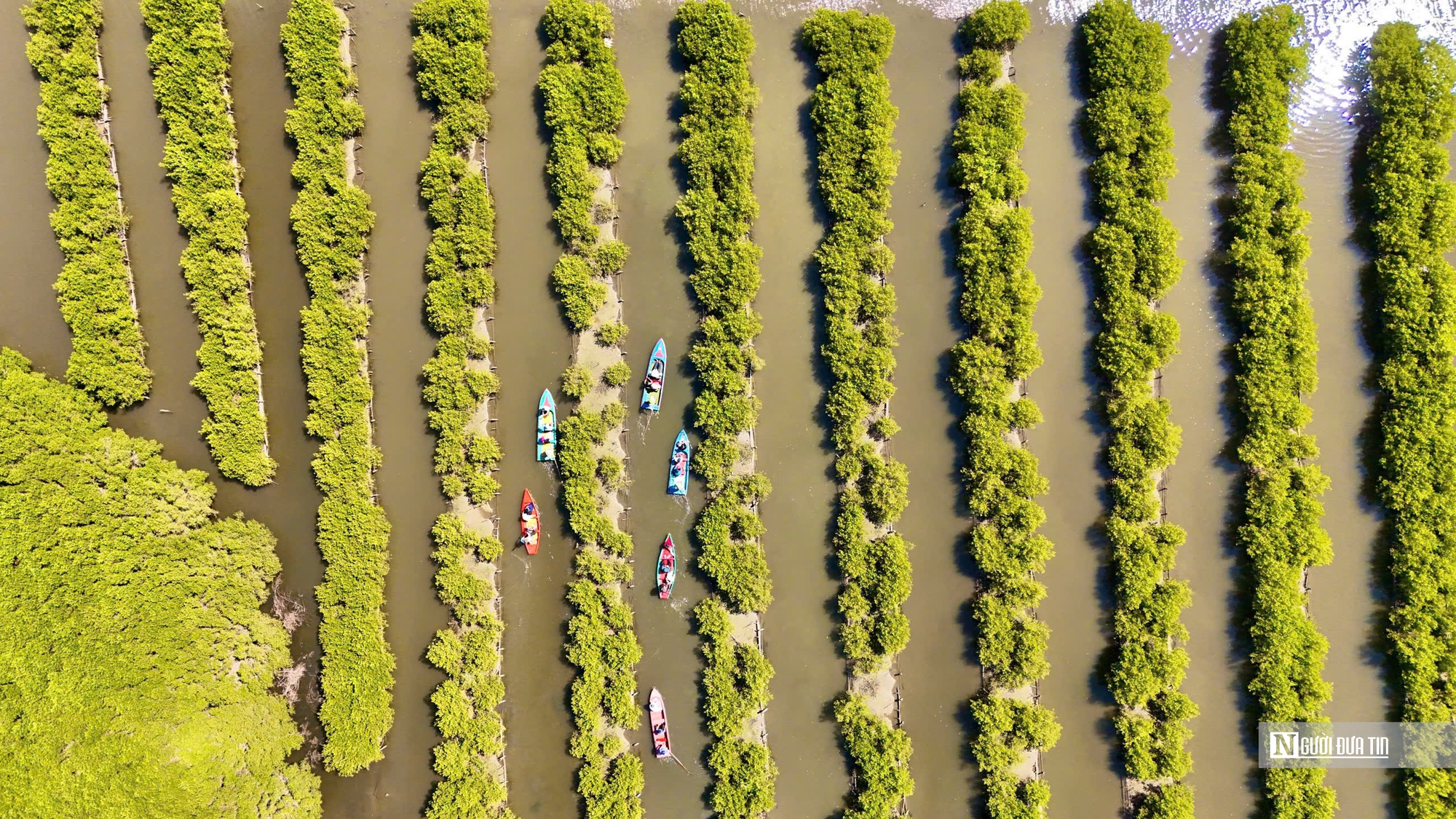 Ngắm đầm ngập mặn tựa “miền Tây thu nhỏ” ở Quảng Ngãi- Ảnh 10. Ngắm đầm ngập mặn tựa “miền Tây thu nhỏ” ở Quảng Ngãi- Ảnh 10.