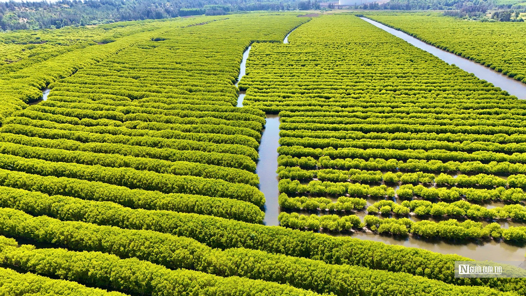 Ngắm đầm ngập mặn tựa “miền Tây thu nhỏ” ở Quảng Ngãi- Ảnh 12. Ngắm đầm ngập mặn tựa “miền Tây thu nhỏ” ở Quảng Ngãi- Ảnh 12.