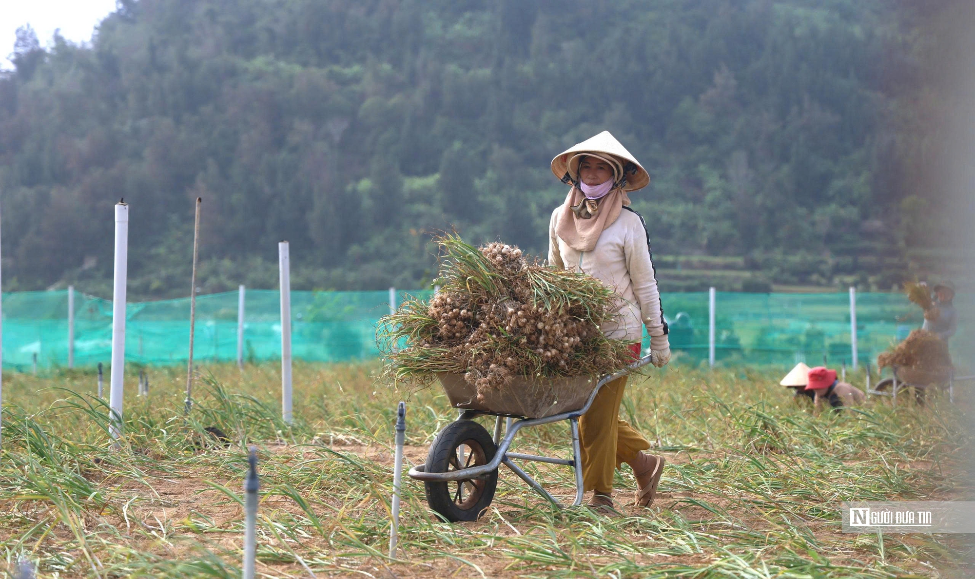 Chạy đua thu hoạch tỏi trên đảo Lý Sơn, ngày thu tiền triệu- Ảnh 7.