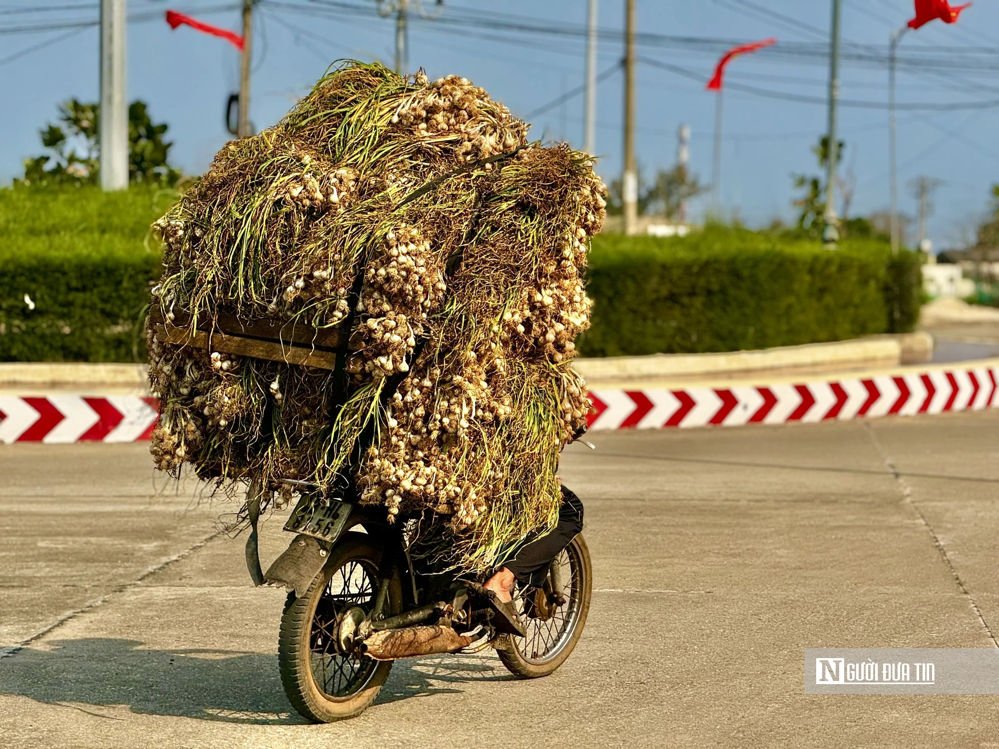 Chạy đua thu hoạch tỏi trên đảo Lý Sơn, ngày thu tiền triệu- Ảnh 4.