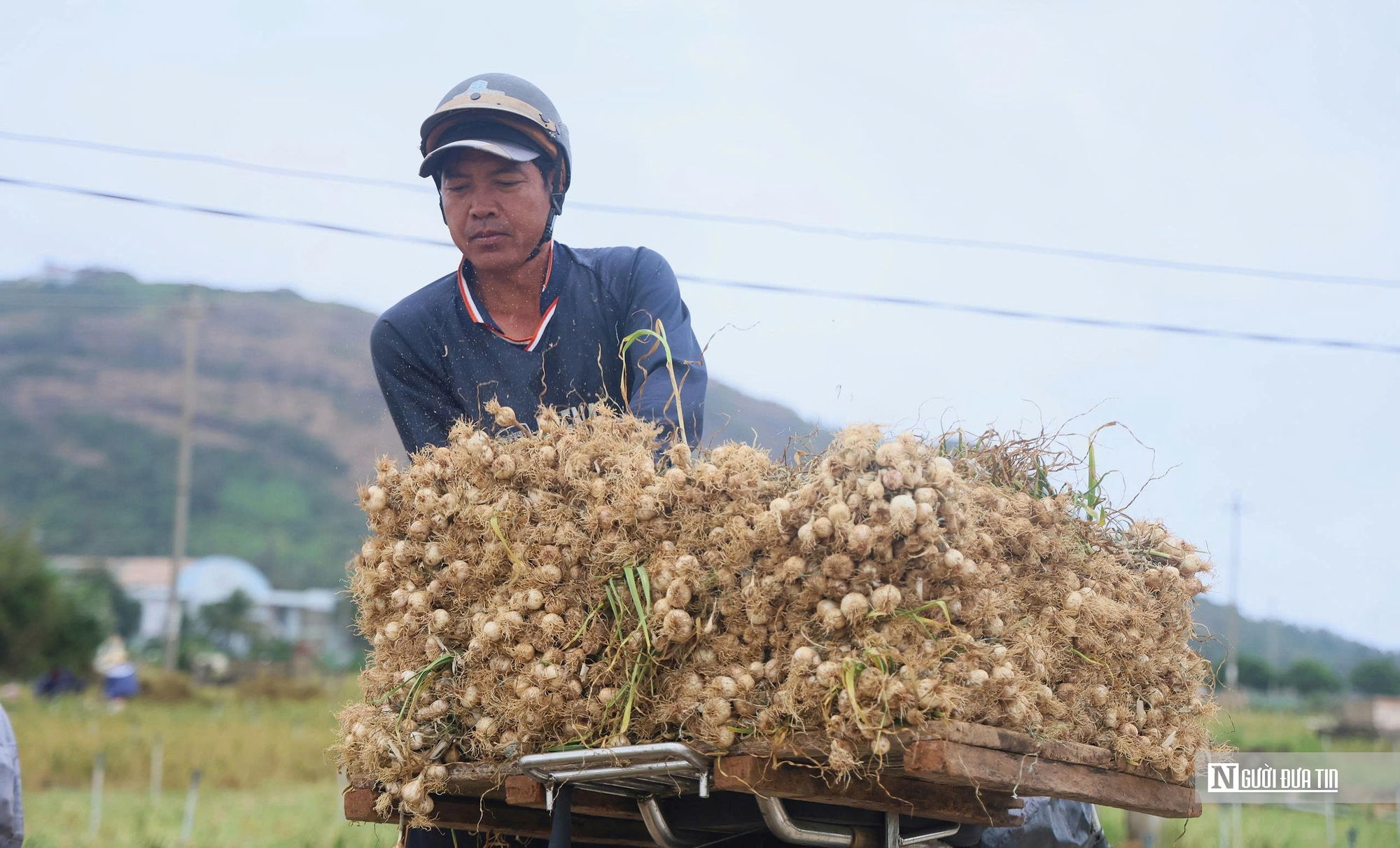 Chạy đua thu hoạch tỏi trên đảo Lý Sơn, ngày thu tiền triệu- Ảnh 2. Chạy đua thu hoạch tỏi trên đảo Lý Sơn, ngày thu tiền triệu- Ảnh 2.