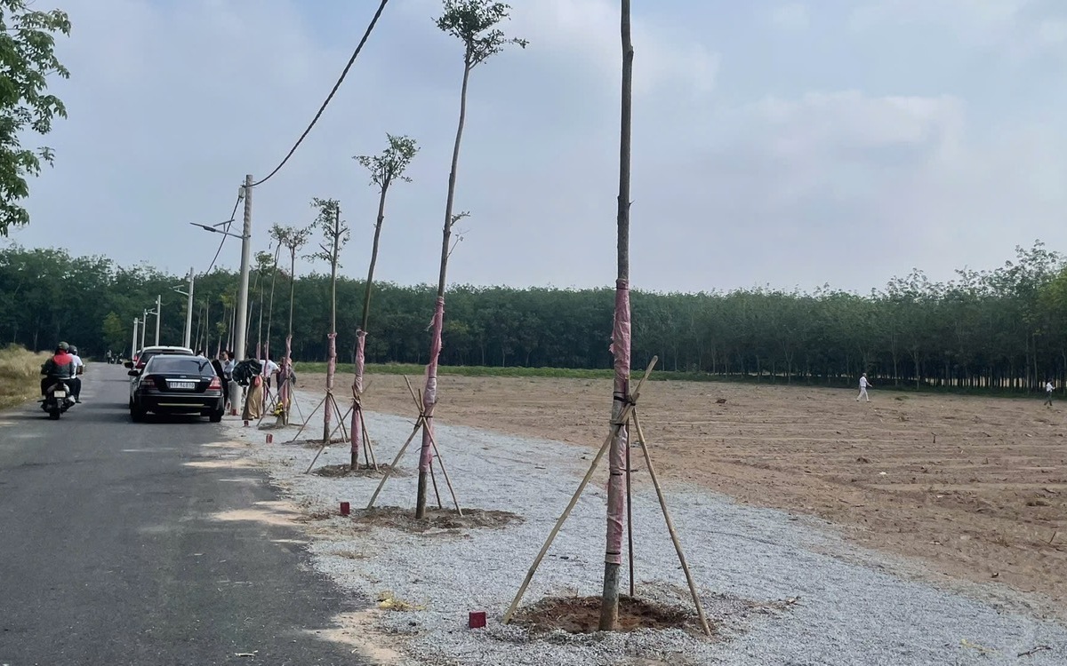 HoREA đề xuất cơ chế xử lý lối đi chung khi hợp thửa đất tại TP.HCM