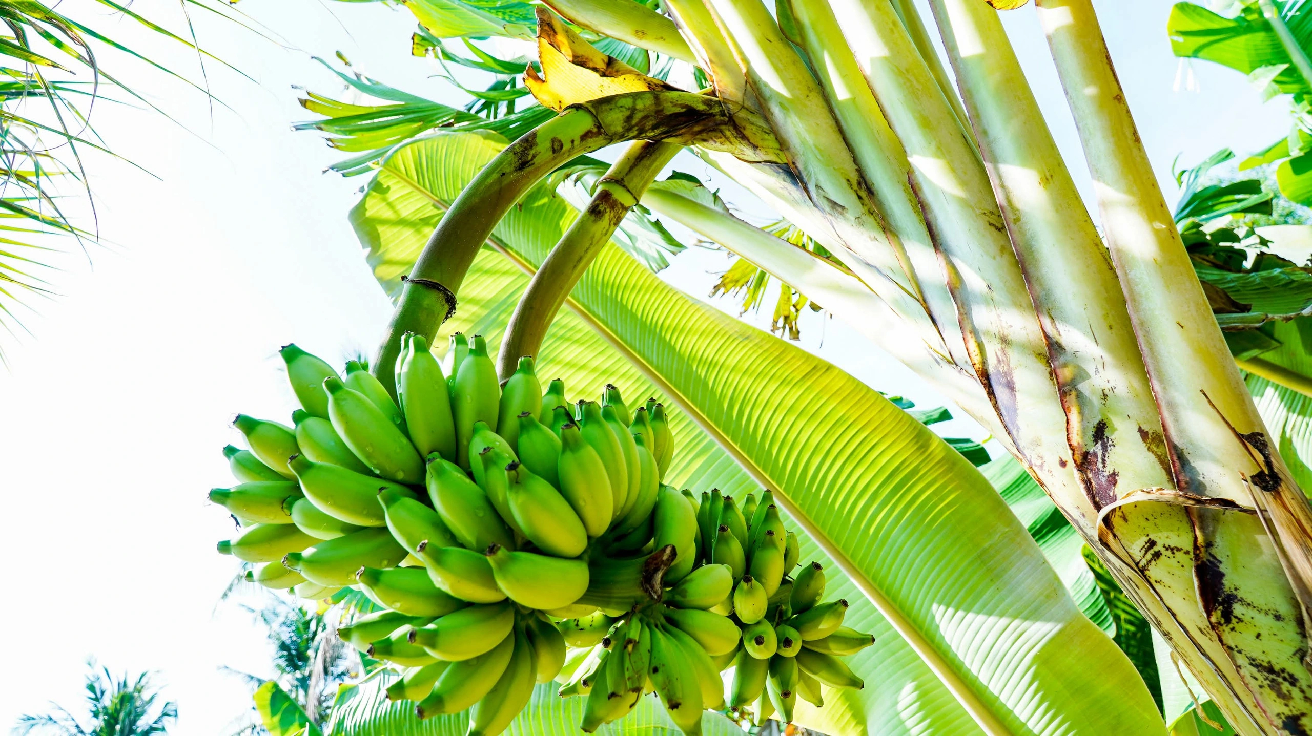 Chuyện lạ: Cây chuối trổ 2 buồng trên một thân ở Cà Mau - Ảnh 1.