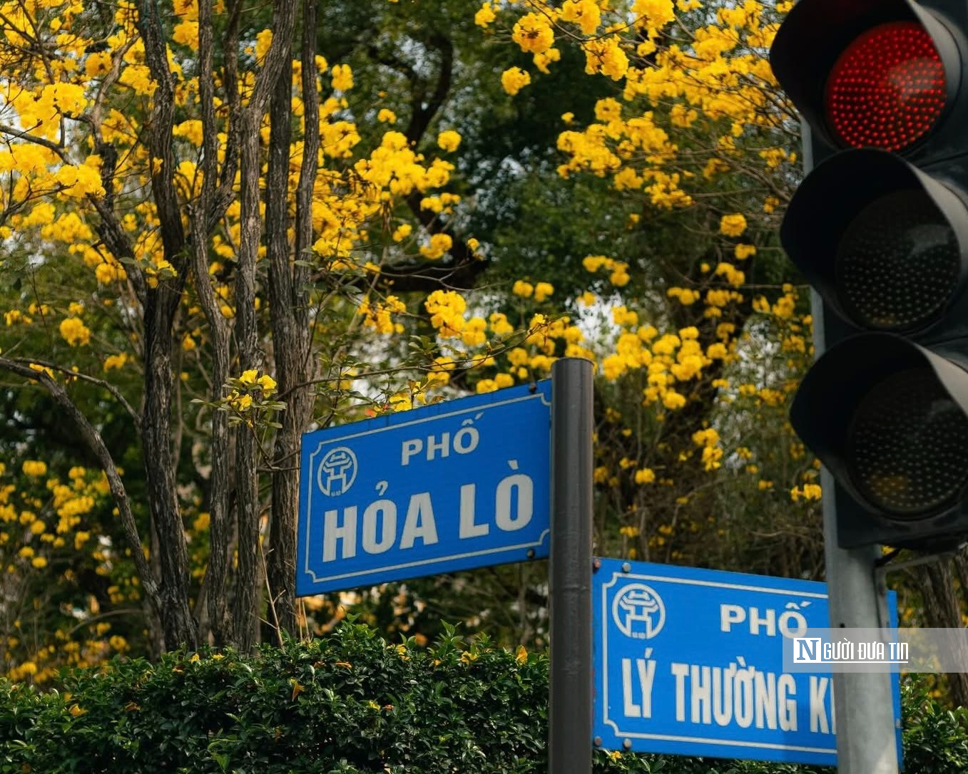 Hoa phong linh nhuộm v&agrave;ng rực trời H&agrave; Nội, giới trẻ &ugrave;n &ugrave;n k&eacute;o đến check-in - Ảnh 1.