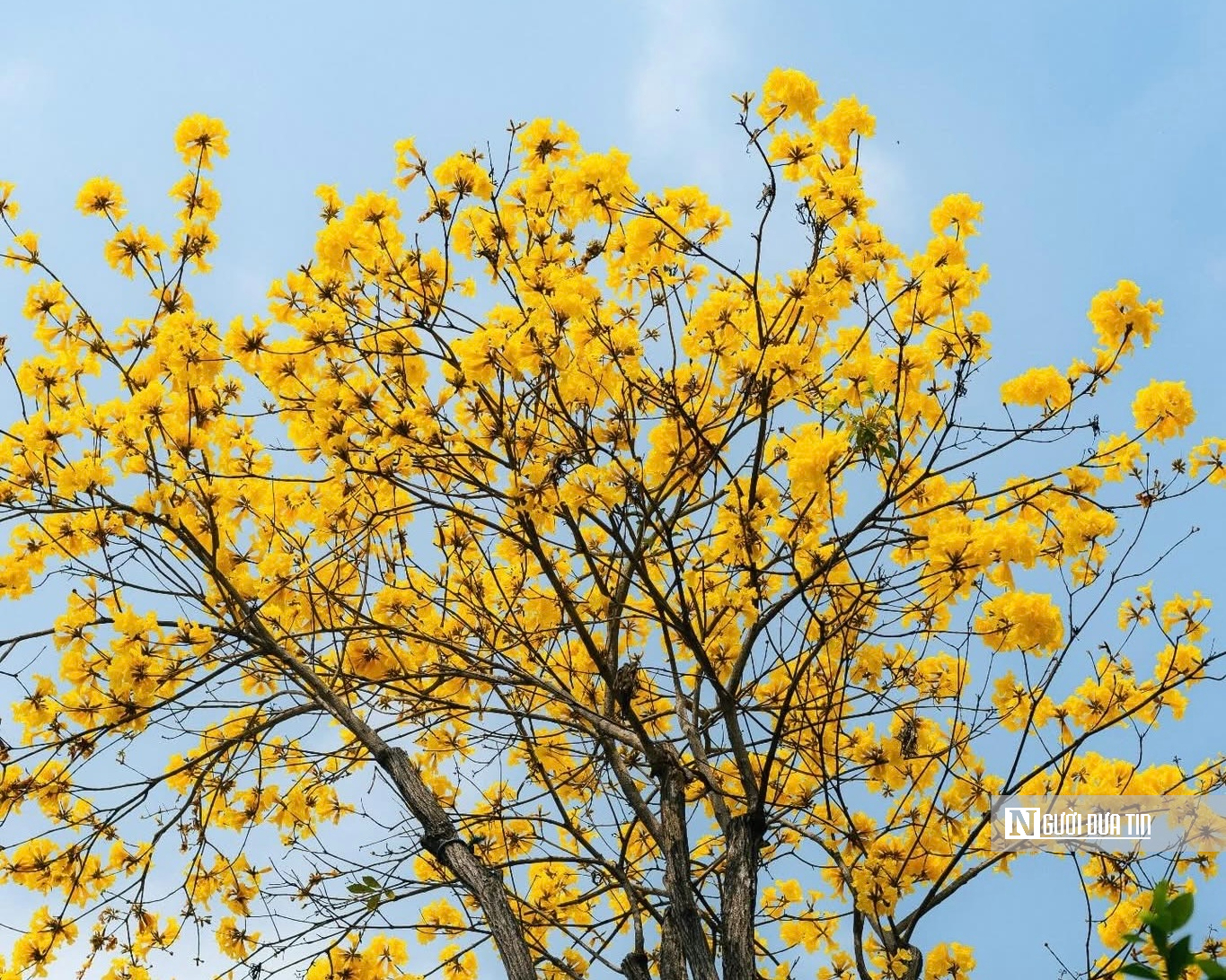 Hoa phong linh nhuộm v&agrave;ng rực trời H&agrave; Nội, giới trẻ &ugrave;n &ugrave;n k&eacute;o đến check-in - Ảnh 2.