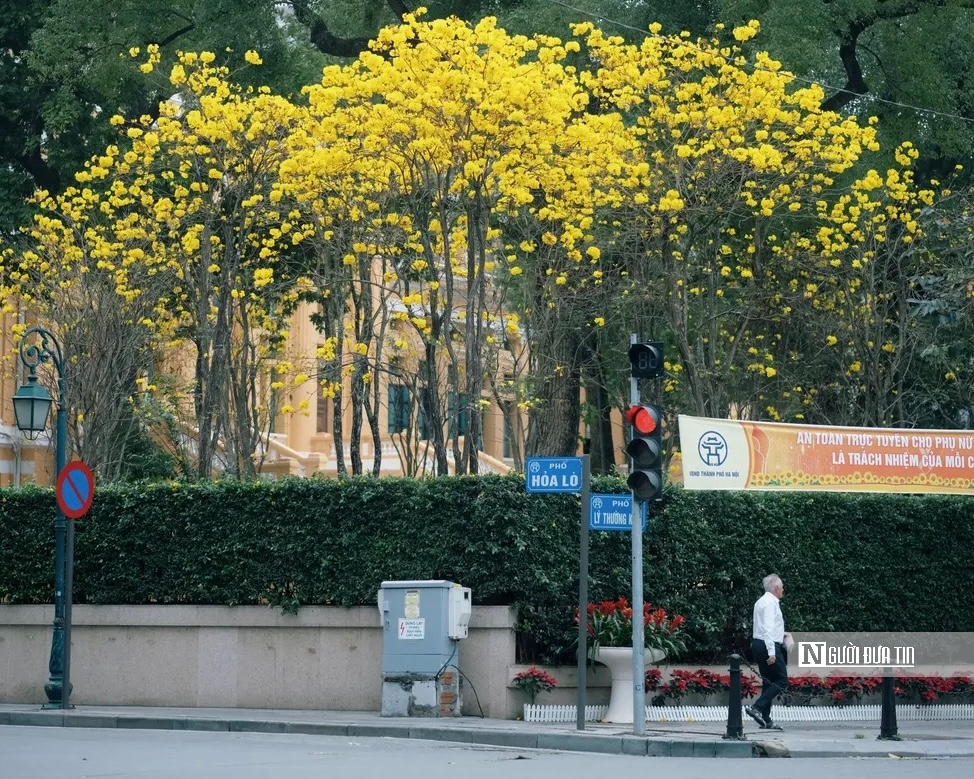 Hoa phong linh nhuộm v&agrave;ng rực trời H&agrave; Nội, giới trẻ &ugrave;n &ugrave;n k&eacute;o đến check-in - Ảnh 3.