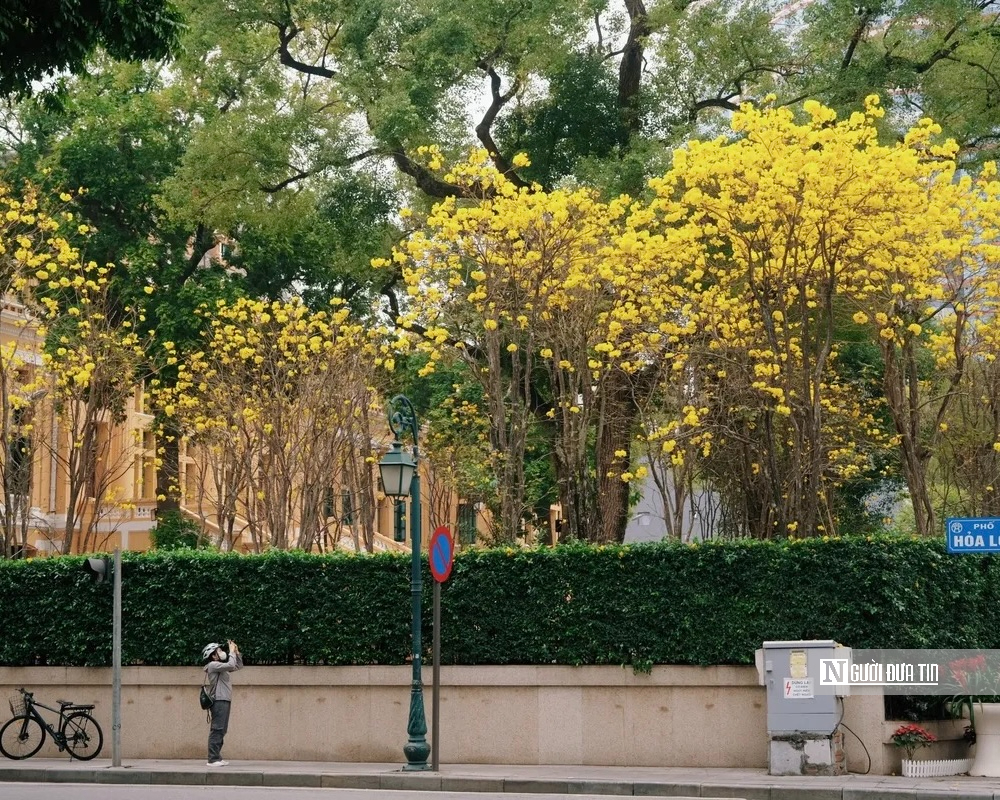 Hoa phong linh nhuộm v&agrave;ng rực trời H&agrave; Nội, giới trẻ &ugrave;n &ugrave;n k&eacute;o đến check-in - Ảnh 5.