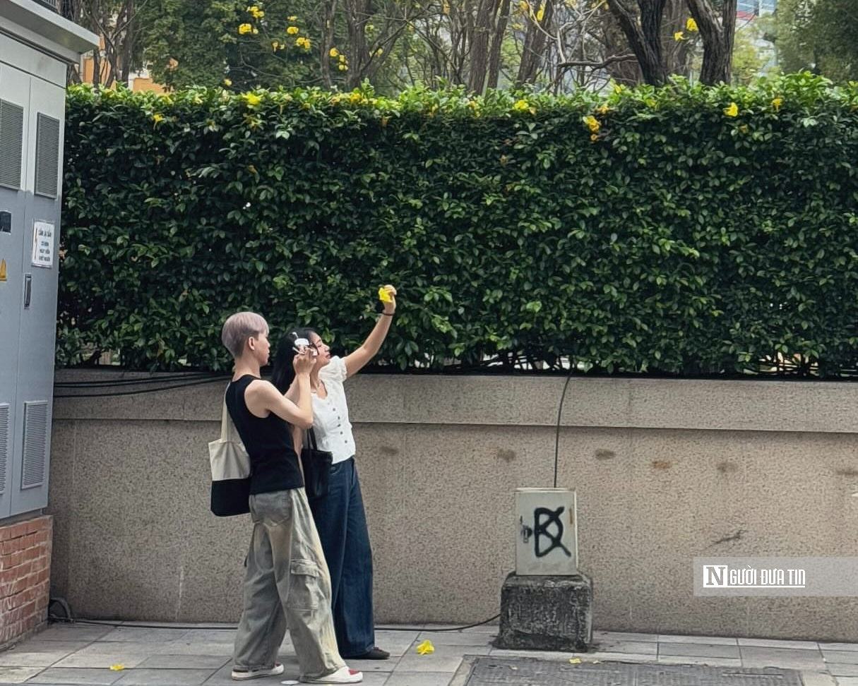 Hoa phong linh nhuộm v&agrave;ng rực trời H&agrave; Nội, giới trẻ &ugrave;n &ugrave;n k&eacute;o đến check-in - Ảnh 6.