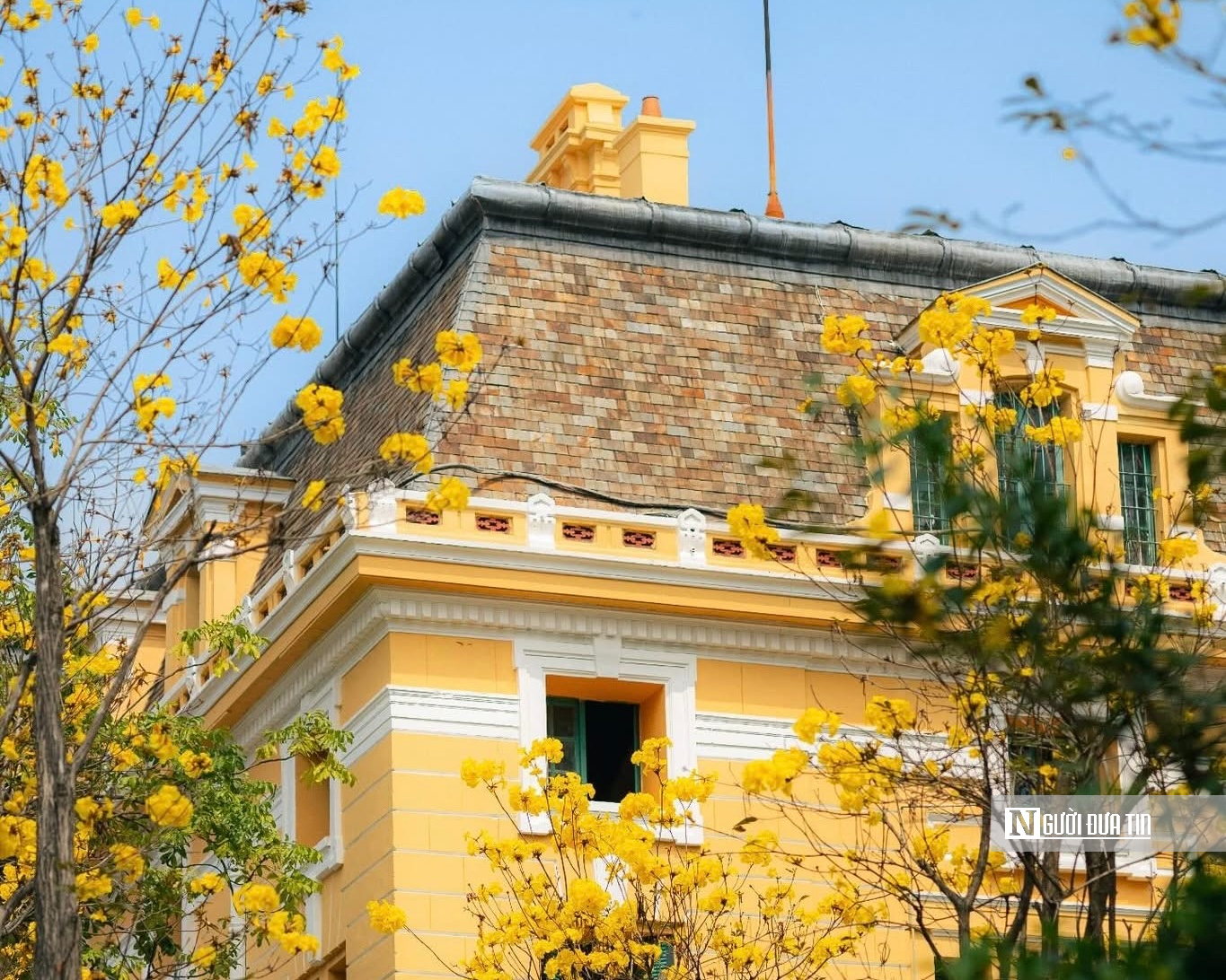 Hoa phong linh nhuộm v&agrave;ng rực trời H&agrave; Nội, giới trẻ &ugrave;n &ugrave;n k&eacute;o đến check-in - Ảnh 7.