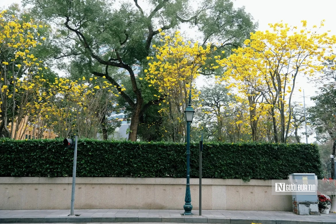 Hoa phong linh nhuộm v&agrave;ng rực trời H&agrave; Nội, giới trẻ &ugrave;n &ugrave;n k&eacute;o đến check-in - Ảnh 9.