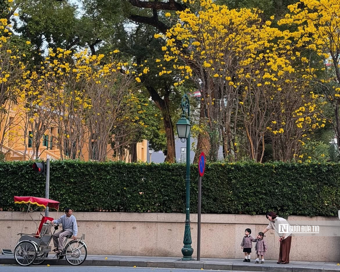 Hoa phong linh nhuộm v&agrave;ng rực trời H&agrave; Nội, giới trẻ &ugrave;n &ugrave;n k&eacute;o đến check-in - Ảnh 11.