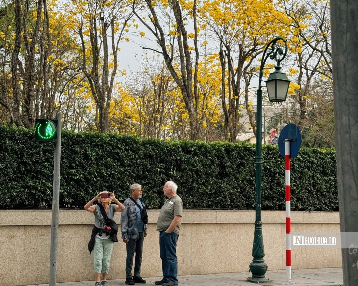 Hoa phong linh nhuộm v&agrave;ng rực trời H&agrave; Nội, giới trẻ &ugrave;n &ugrave;n k&eacute;o đến check-in - Ảnh 12.