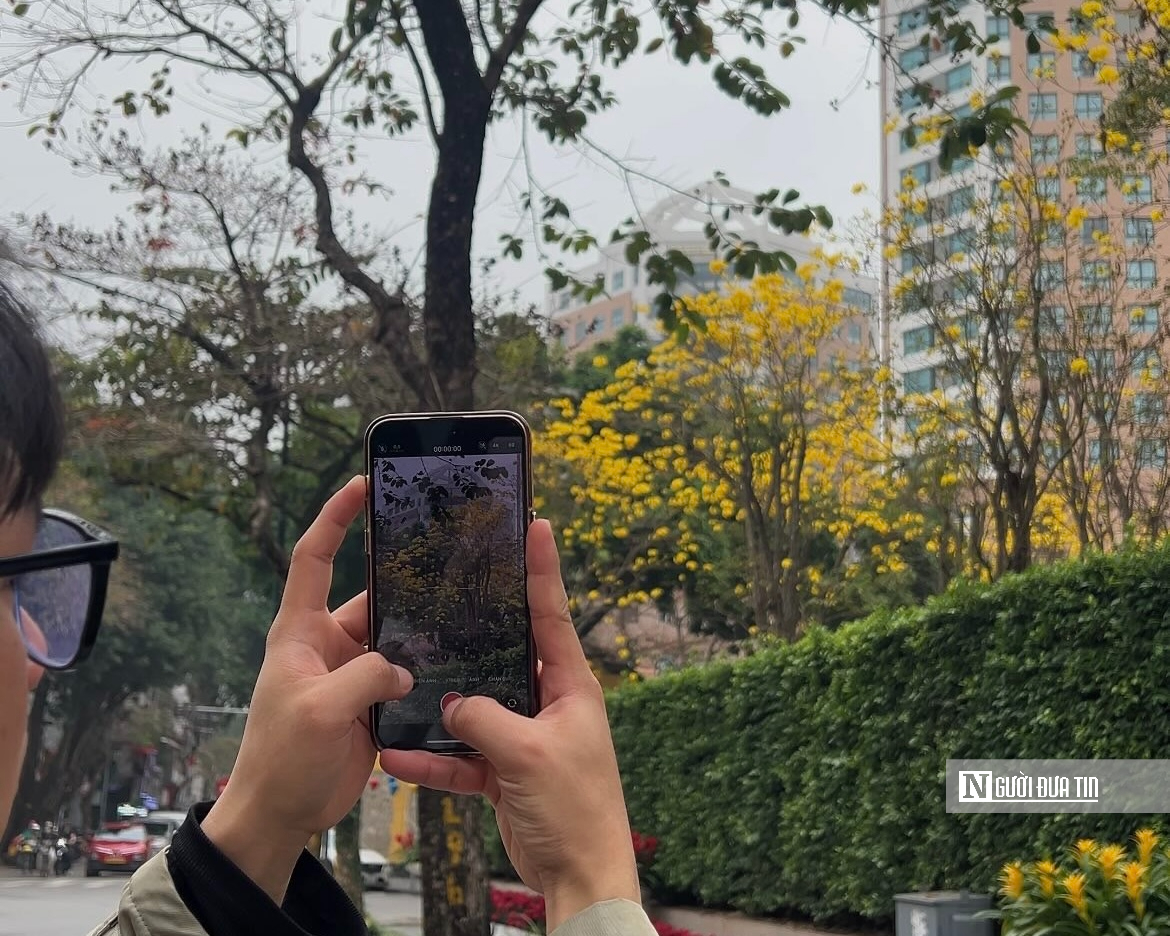 Hoa phong linh nhuộm v&agrave;ng rực trời H&agrave; Nội, giới trẻ &ugrave;n &ugrave;n k&eacute;o đến check-in - Ảnh 13.
