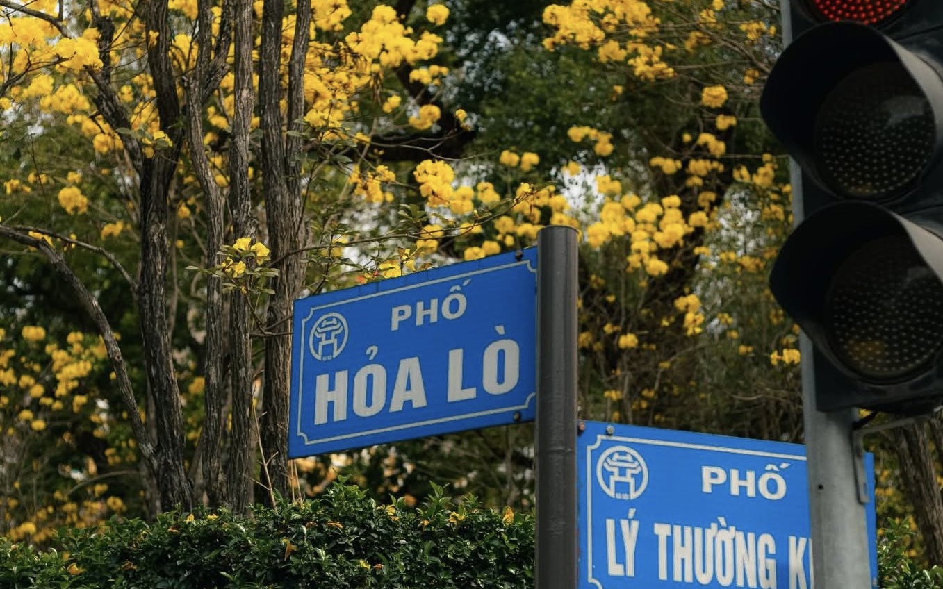 Hoa Phong Linh Vàng Rực Rỡ Trên Phố Hỏa Lò - Lý Thường Kiệt Thu Hút Giới Trẻ Hà Nội