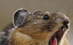 Thỏ Ili Pika: Loài vật quý hiếm tưởng tuyệt chủng sau hơn 20 năm biến mất