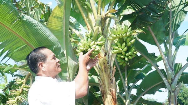 Chuyện lạ: Cây chuối trổ 2 buồng trên một thân ở Cà Mau - Ảnh 2.