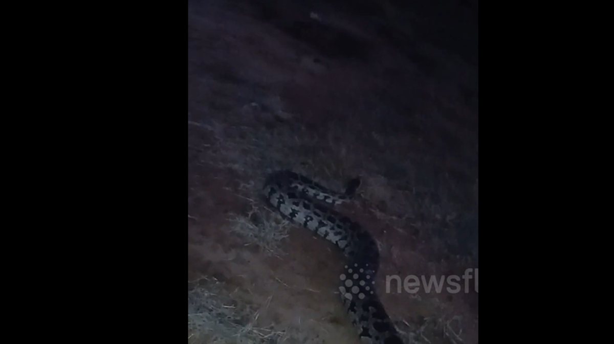 Nhìn vào khe tường, người dân phát hiện cảnh tượng "đáng sợ" - Ảnh 1.