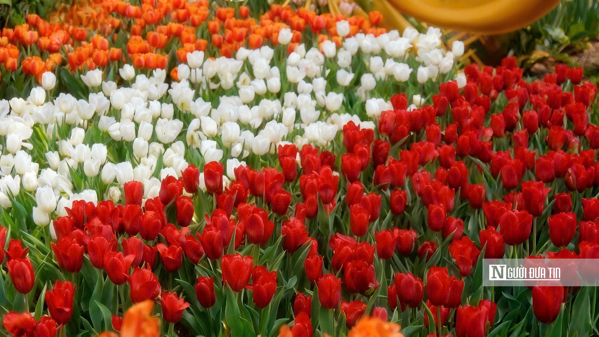 Tulip rực rỡ trên “nóc nhà Nam Bộ”- Ảnh 3.