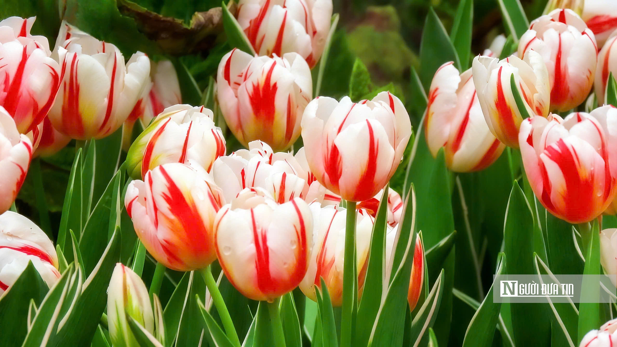 Tulip rực rỡ trên “nóc nhà Nam Bộ”- Ảnh 4.
