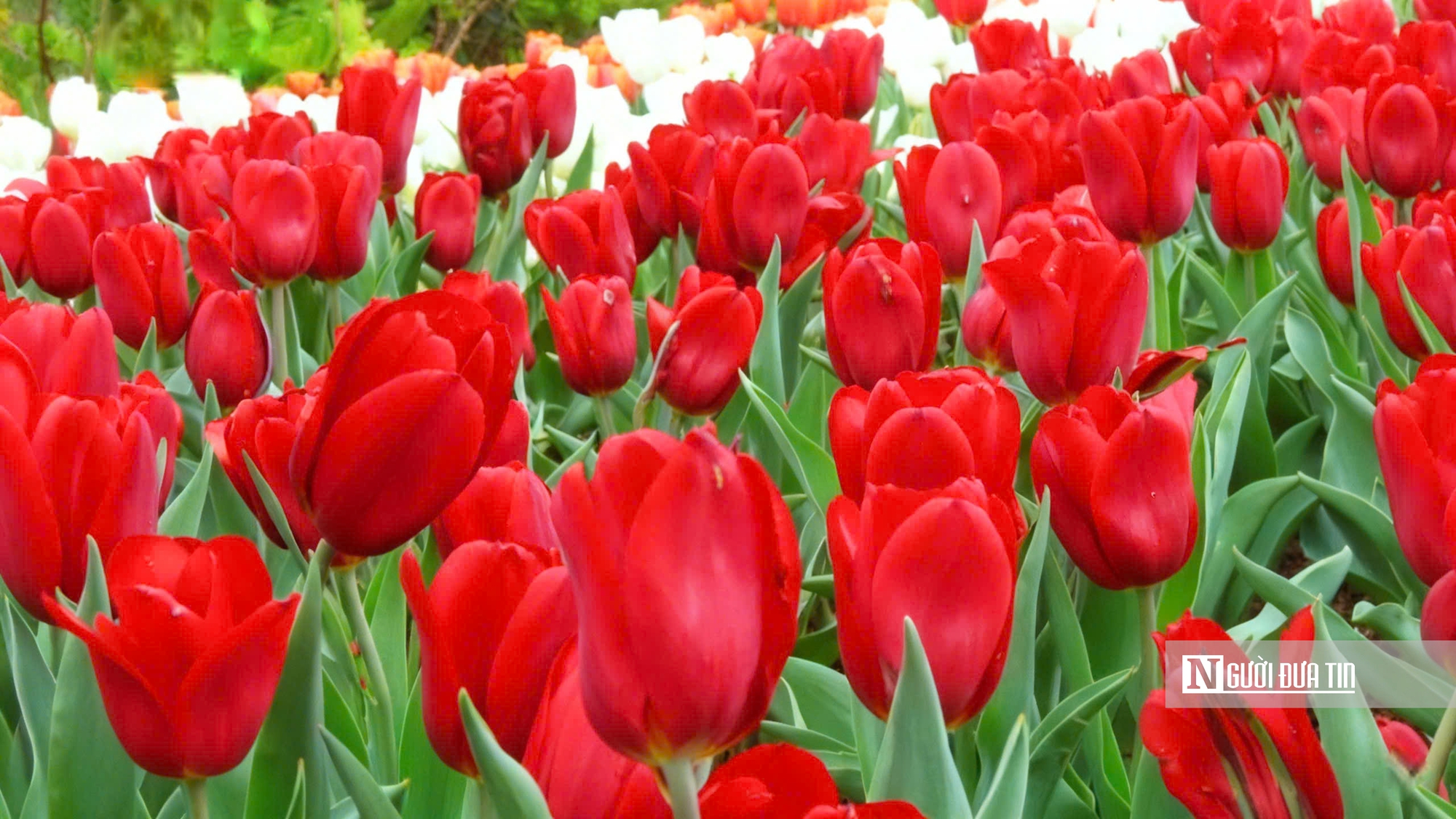Tulip rực rỡ trên “nóc nhà Nam Bộ”- Ảnh 6.