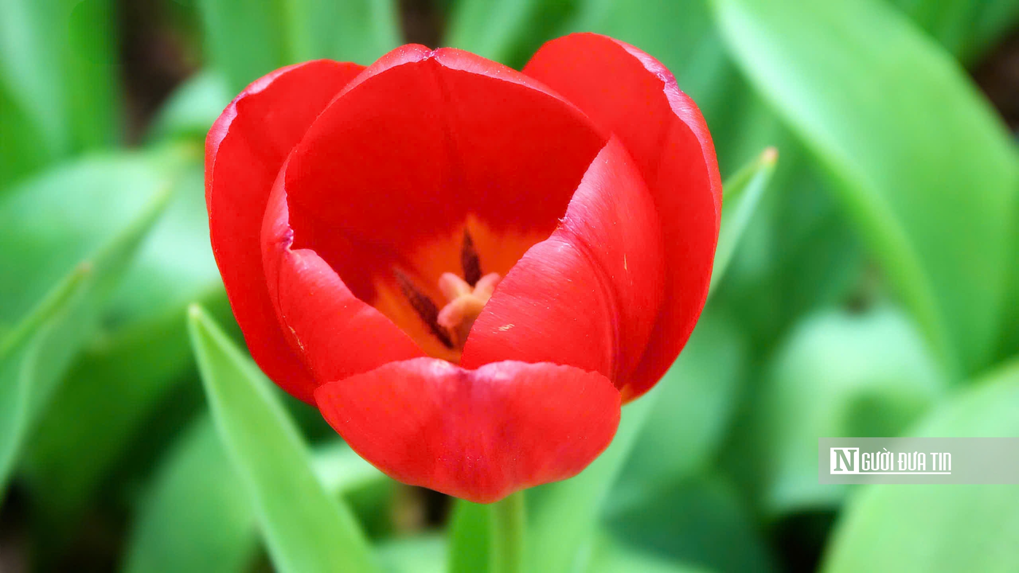 Tulip rực rỡ trên “nóc nhà Nam Bộ”- Ảnh 7.
