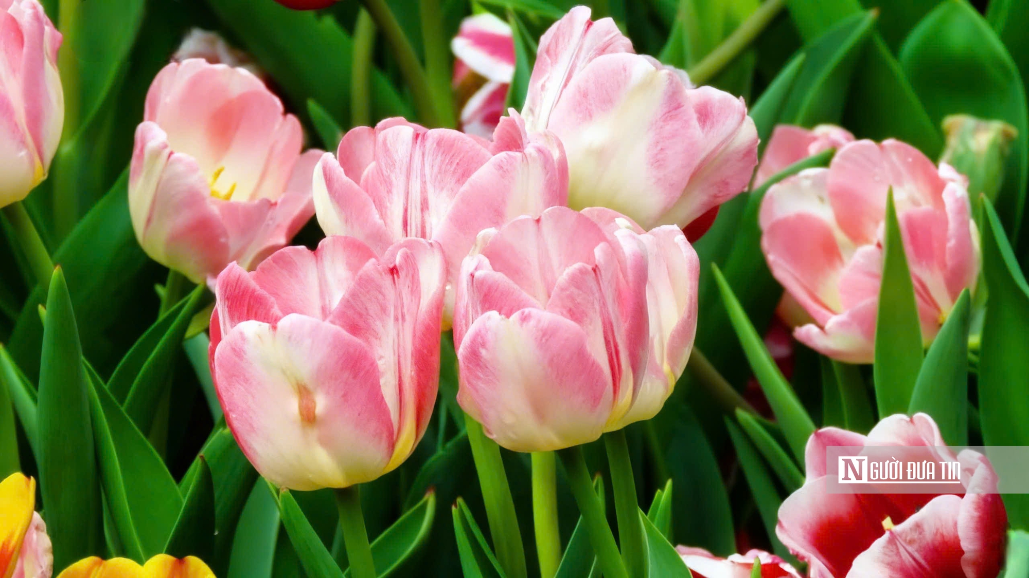 Tulip rực rỡ trên “nóc nhà Nam Bộ”- Ảnh 9.