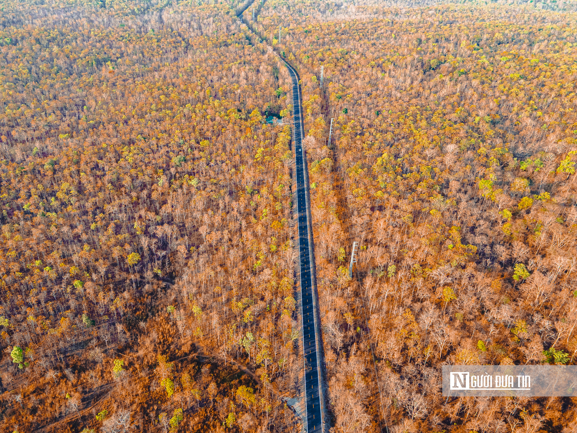 Ngắm nhìn rừng khộp lớn nhất Việt Nam mùa thay lá- Ảnh 1. Ngắm nhìn rừng khộp lớn nhất Việt Nam mùa thay lá- Ảnh 1.