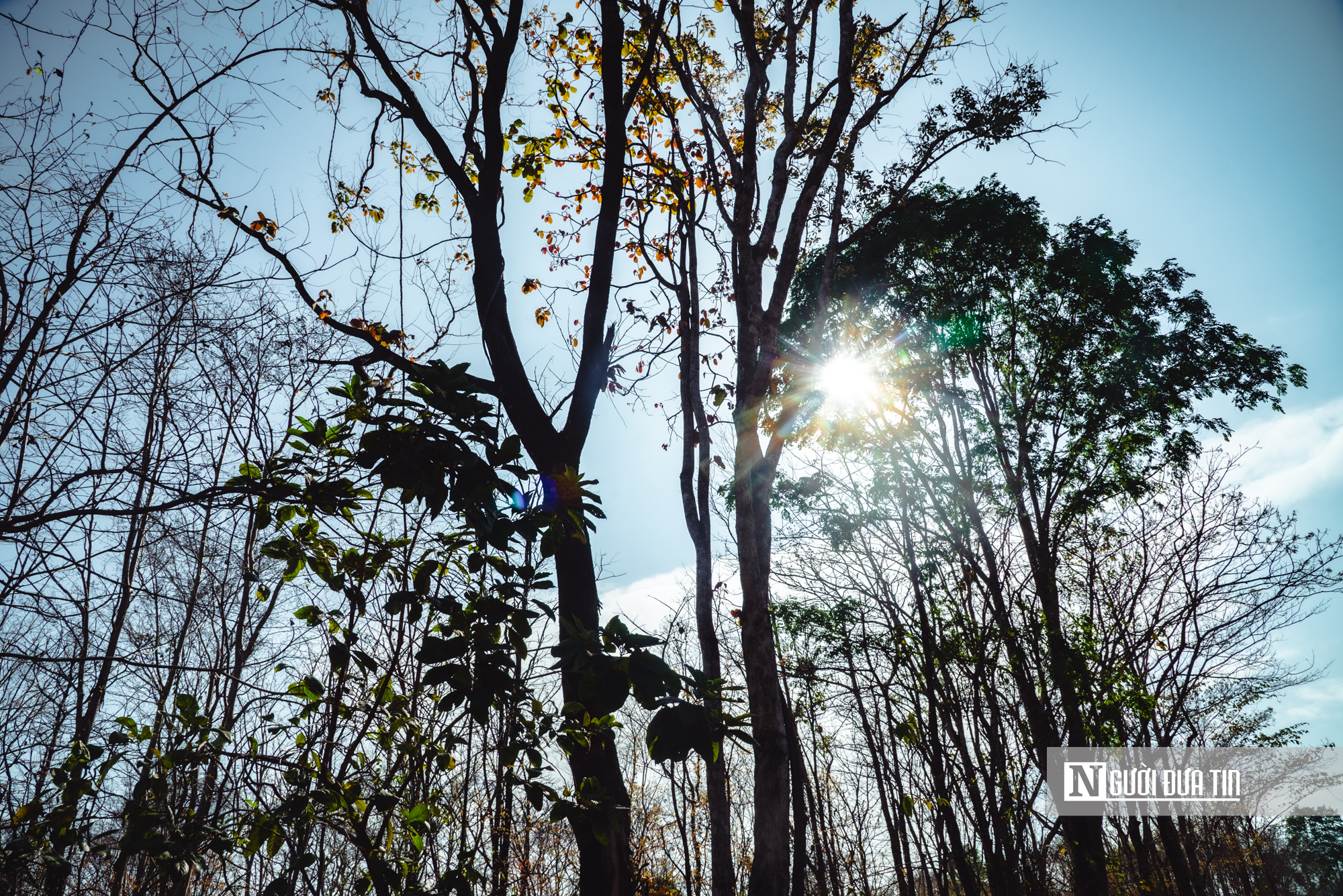 Ngắm nhìn rừng khộp lớn nhất Việt Nam mùa thay lá- Ảnh 22. Ngắm nhìn rừng khộp lớn nhất Việt Nam mùa thay lá- Ảnh 22.