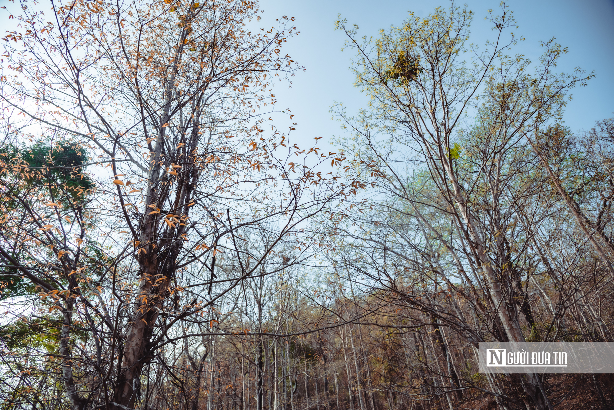 Ngắm nhìn rừng khộp lớn nhất Việt Nam mùa thay lá- Ảnh 23. Ngắm nhìn rừng khộp lớn nhất Việt Nam mùa thay lá- Ảnh 23.