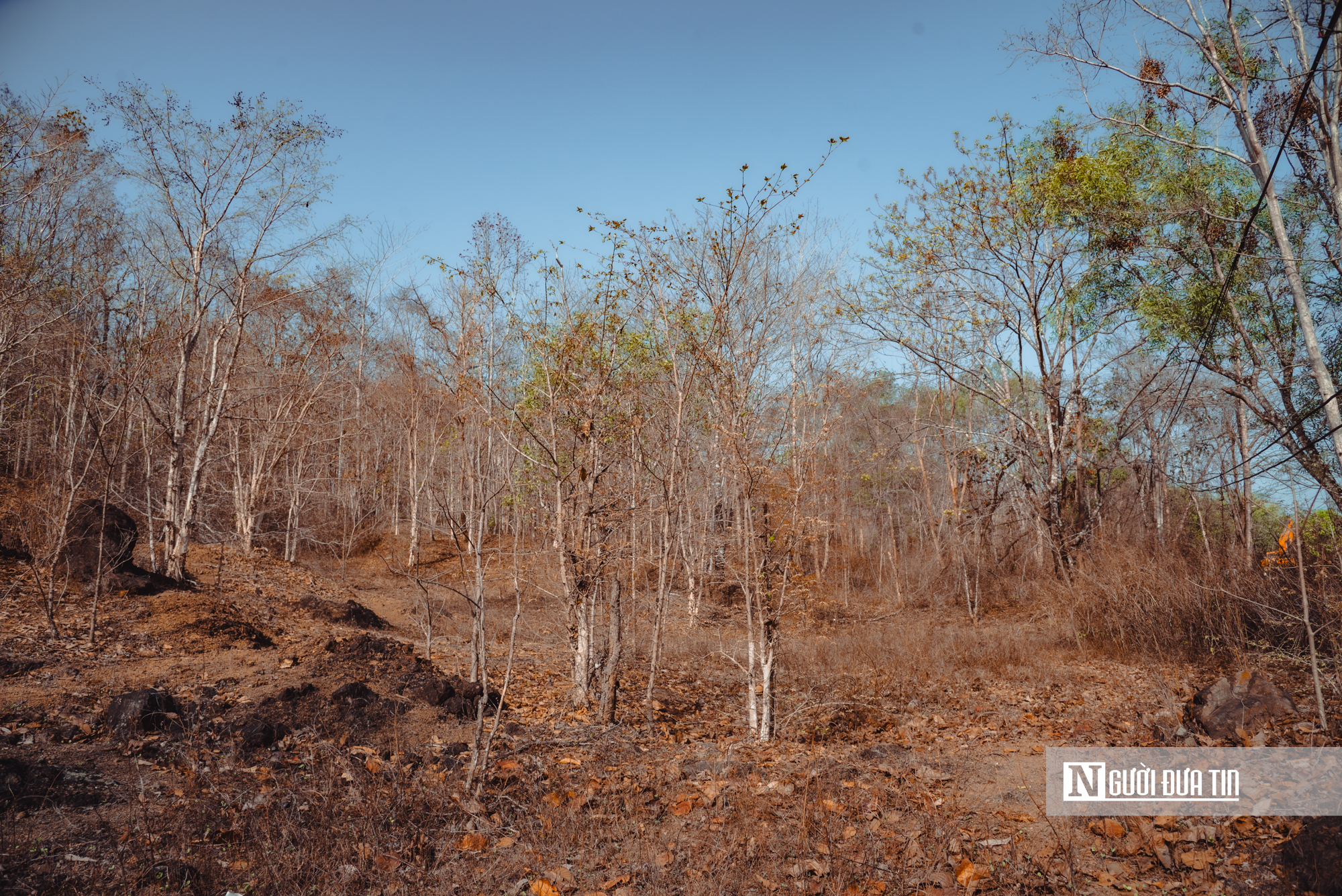 Ngắm nhìn rừng khộp lớn nhất Việt Nam mùa thay lá- Ảnh 4. Ngắm nhìn rừng khộp lớn nhất Việt Nam mùa thay lá- Ảnh 4.