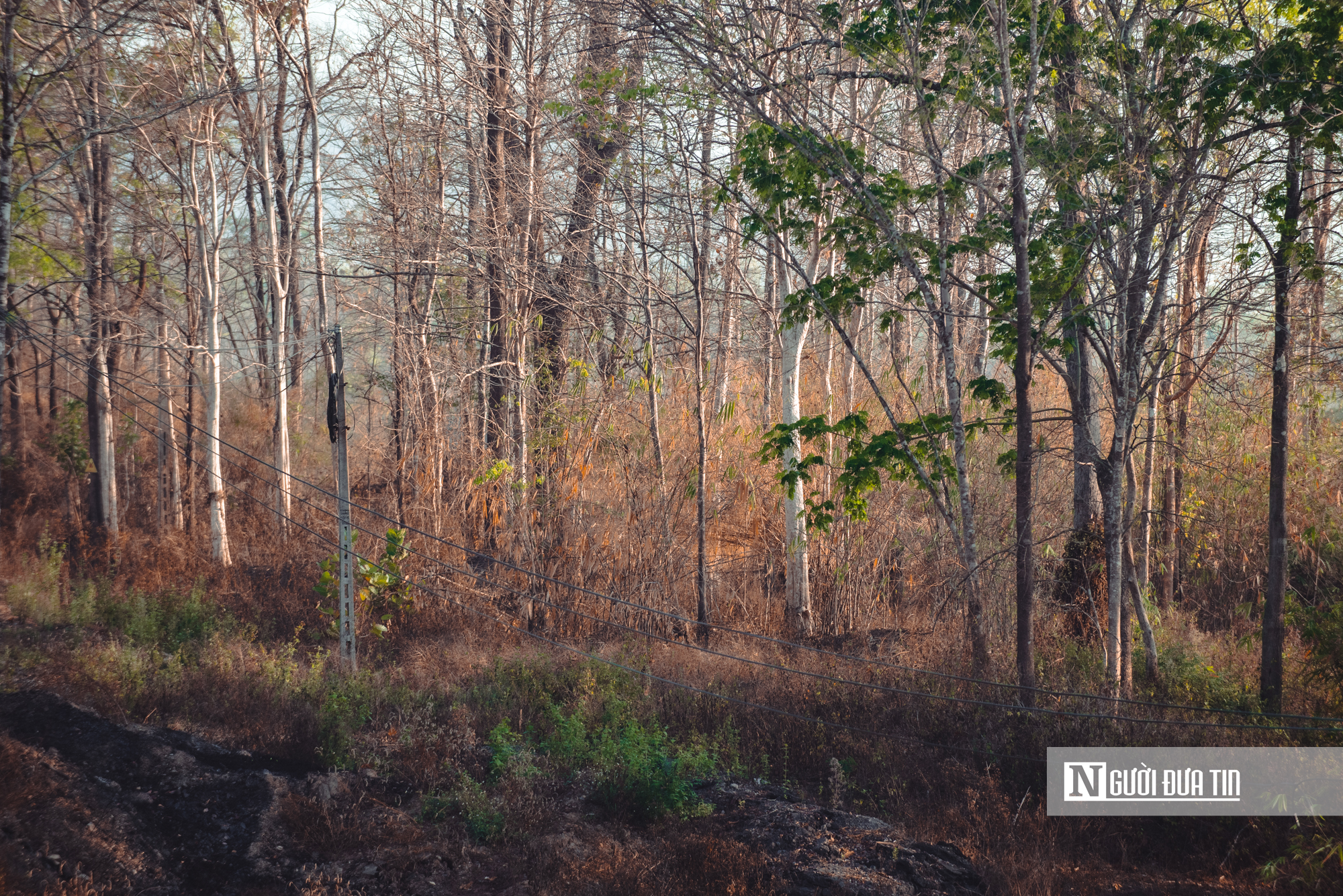 Ngắm nhìn rừng khộp lớn nhất Việt Nam mùa thay lá- Ảnh 8. Ngắm nhìn rừng khộp lớn nhất Việt Nam mùa thay lá- Ảnh 8.