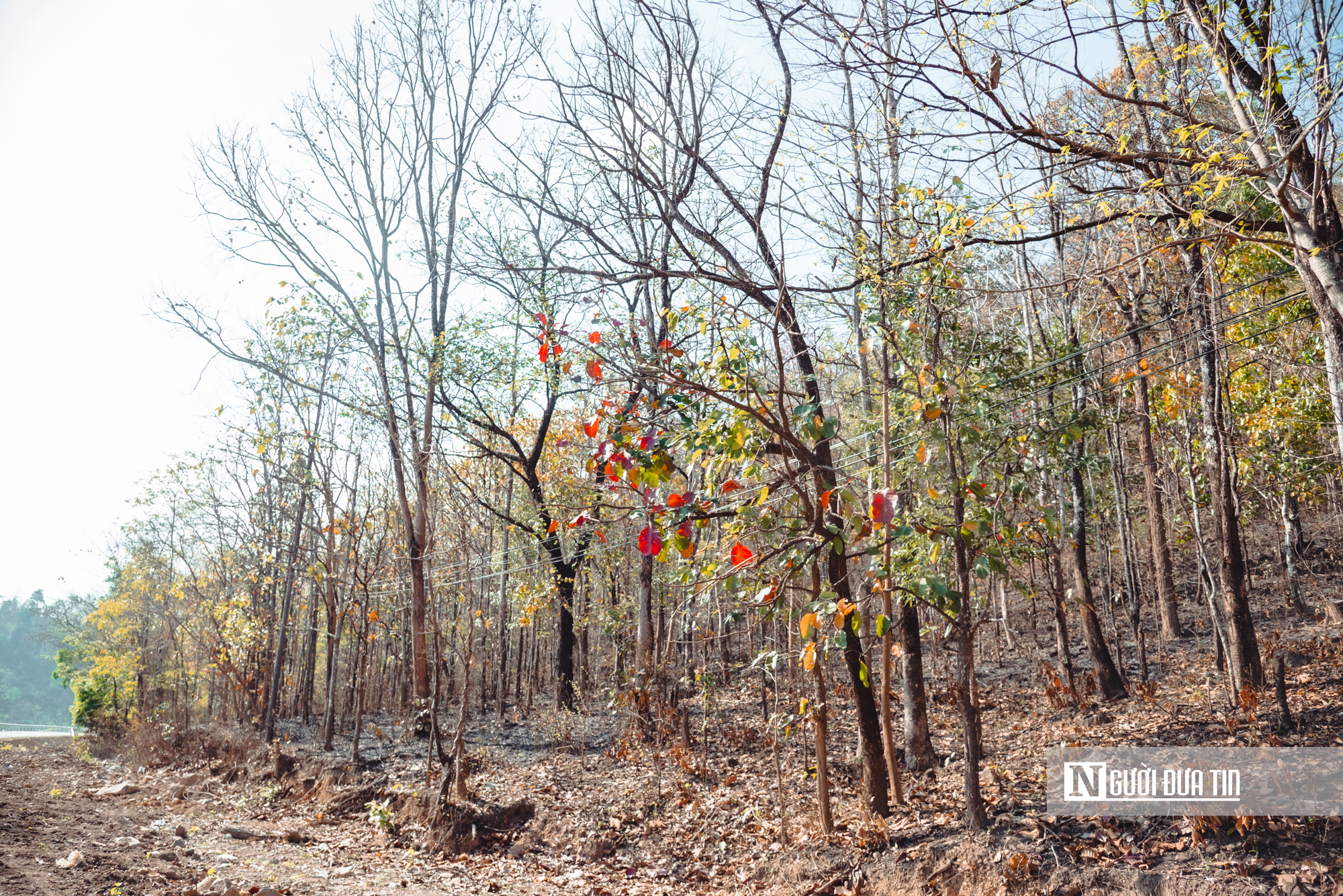 Ngắm nhìn rừng khộp lớn nhất Việt Nam mùa thay lá- Ảnh 7. Ngắm nhìn rừng khộp lớn nhất Việt Nam mùa thay lá- Ảnh 7.