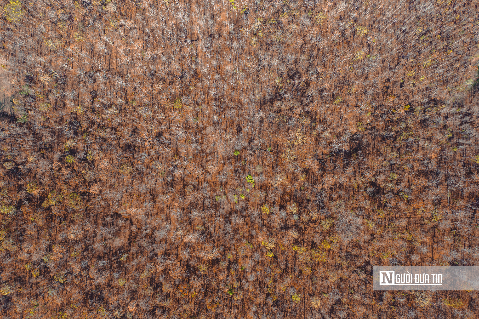 Ngắm nhìn rừng khộp lớn nhất Việt Nam mùa thay lá- Ảnh 9. Ngắm nhìn rừng khộp lớn nhất Việt Nam mùa thay lá- Ảnh 9.