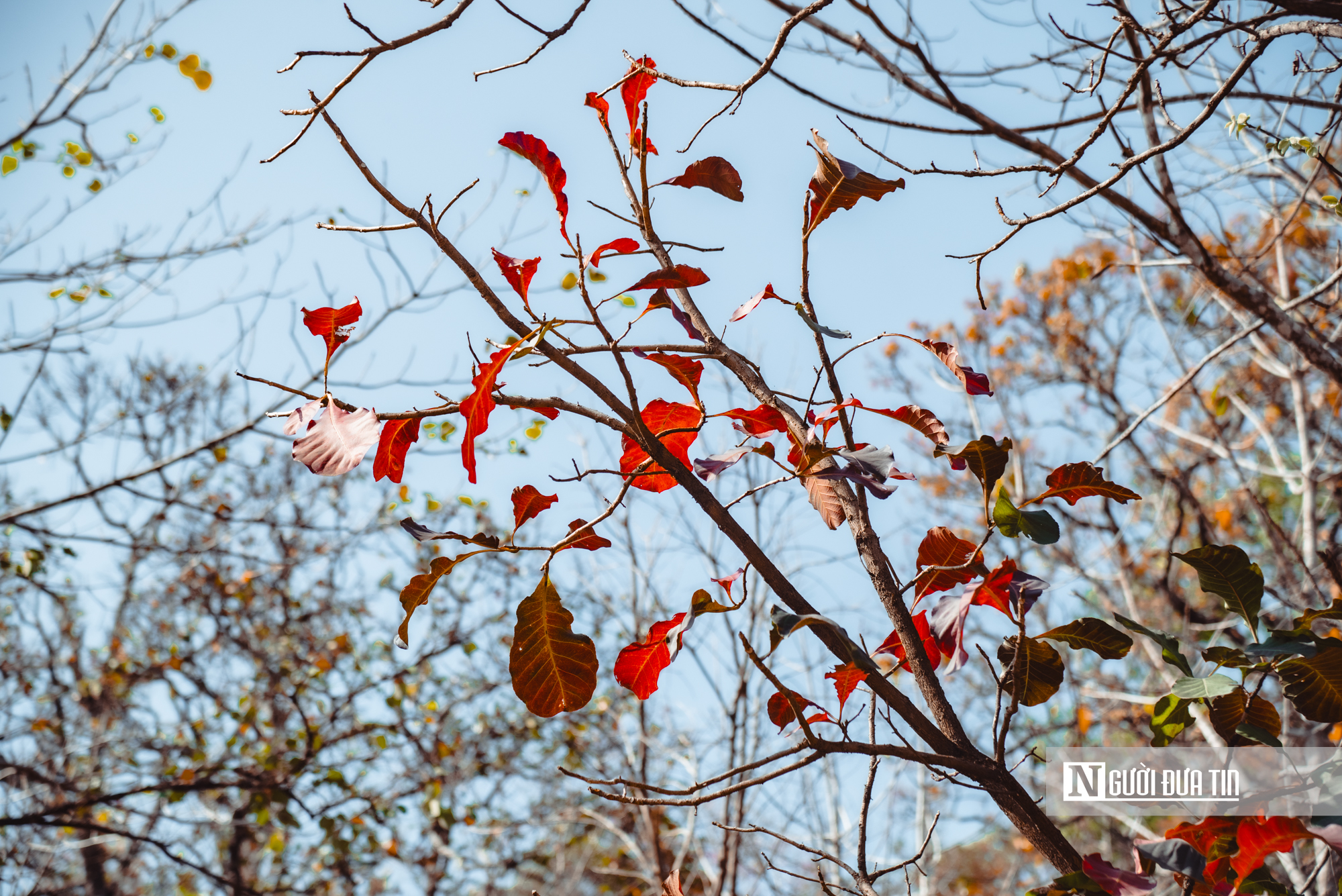 Ngắm nhìn rừng khộp lớn nhất Việt Nam mùa thay lá- Ảnh 10. Ngắm nhìn rừng khộp lớn nhất Việt Nam mùa thay lá- Ảnh 10.