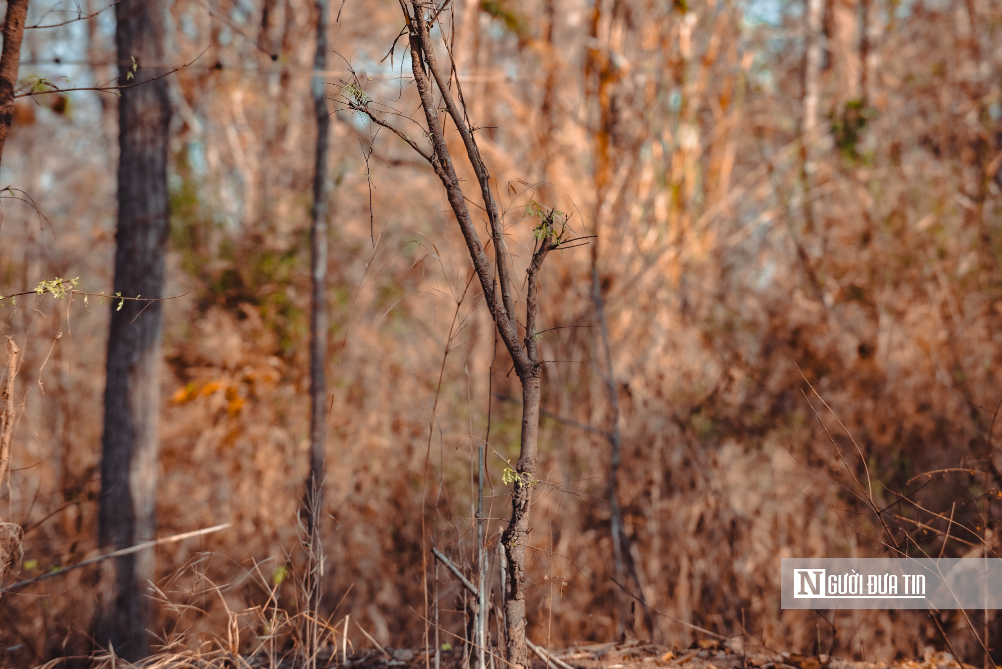 Ngắm nhìn rừng khộp lớn nhất Việt Nam mùa thay lá- Ảnh 14. Ngắm nhìn rừng khộp lớn nhất Việt Nam mùa thay lá- Ảnh 14.