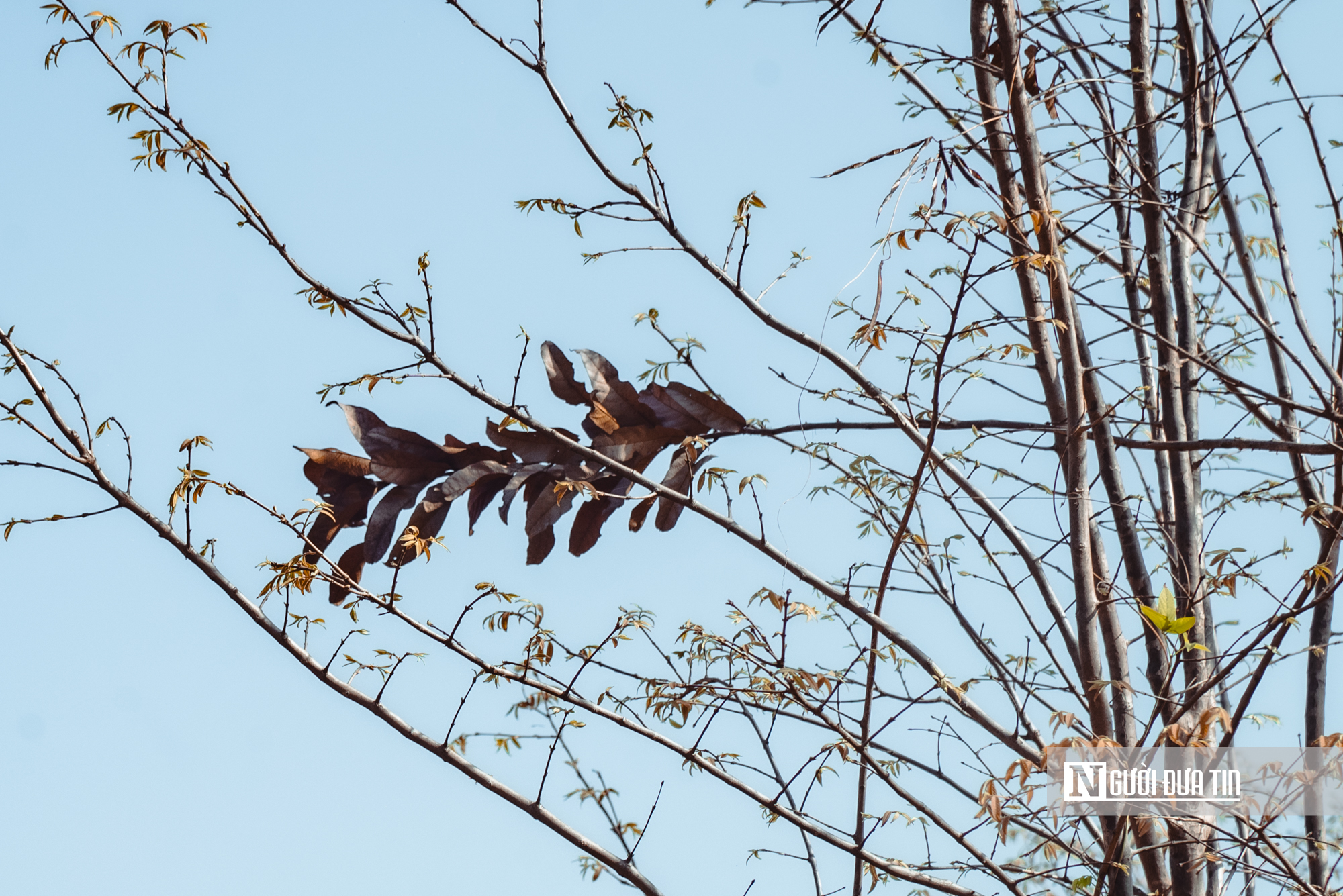 Ngắm nhìn rừng khộp lớn nhất Việt Nam mùa thay lá- Ảnh 12. Ngắm nhìn rừng khộp lớn nhất Việt Nam mùa thay lá- Ảnh 12.