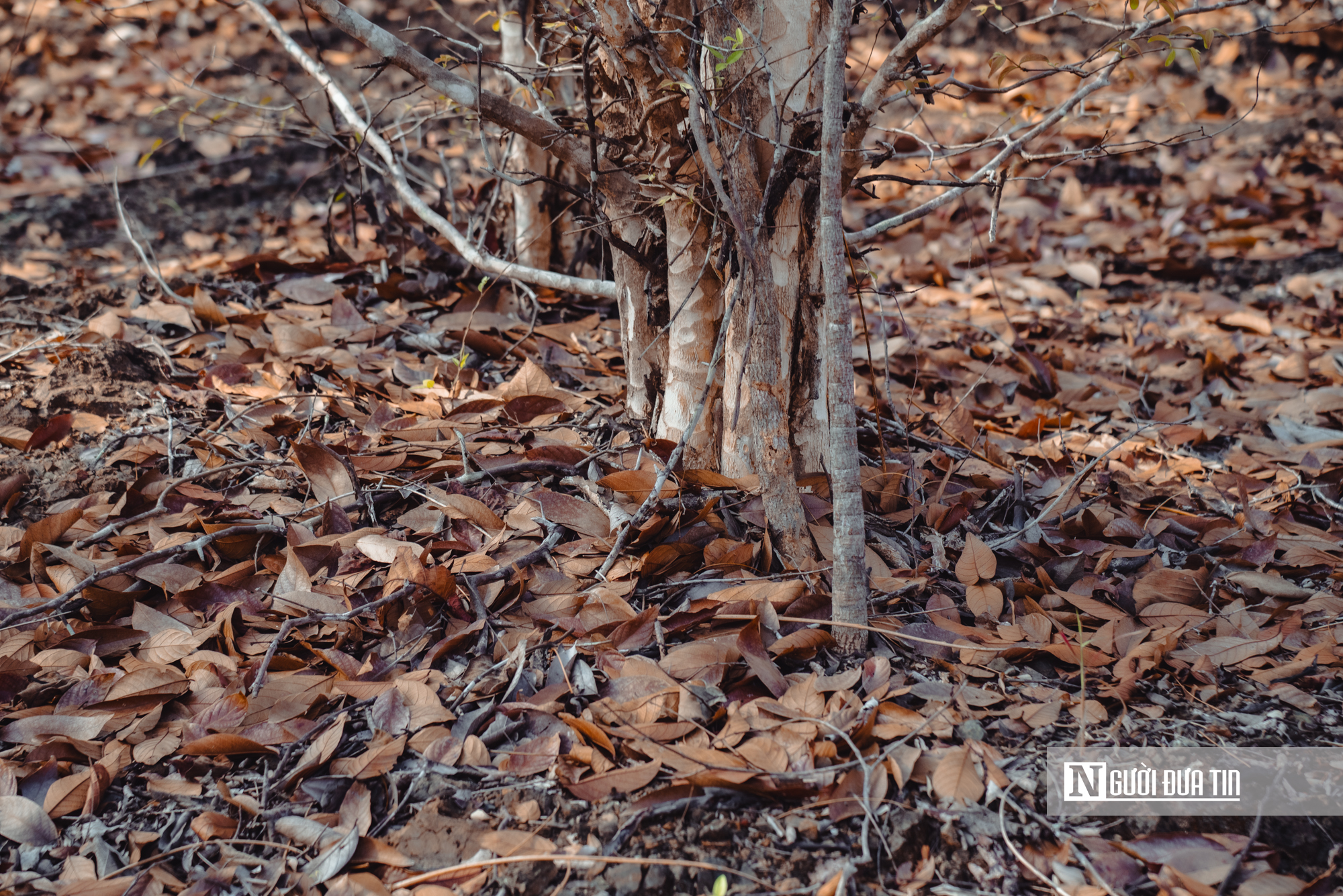 Ngắm nhìn rừng khộp lớn nhất Việt Nam mùa thay lá- Ảnh 15. Ngắm nhìn rừng khộp lớn nhất Việt Nam mùa thay lá- Ảnh 15.