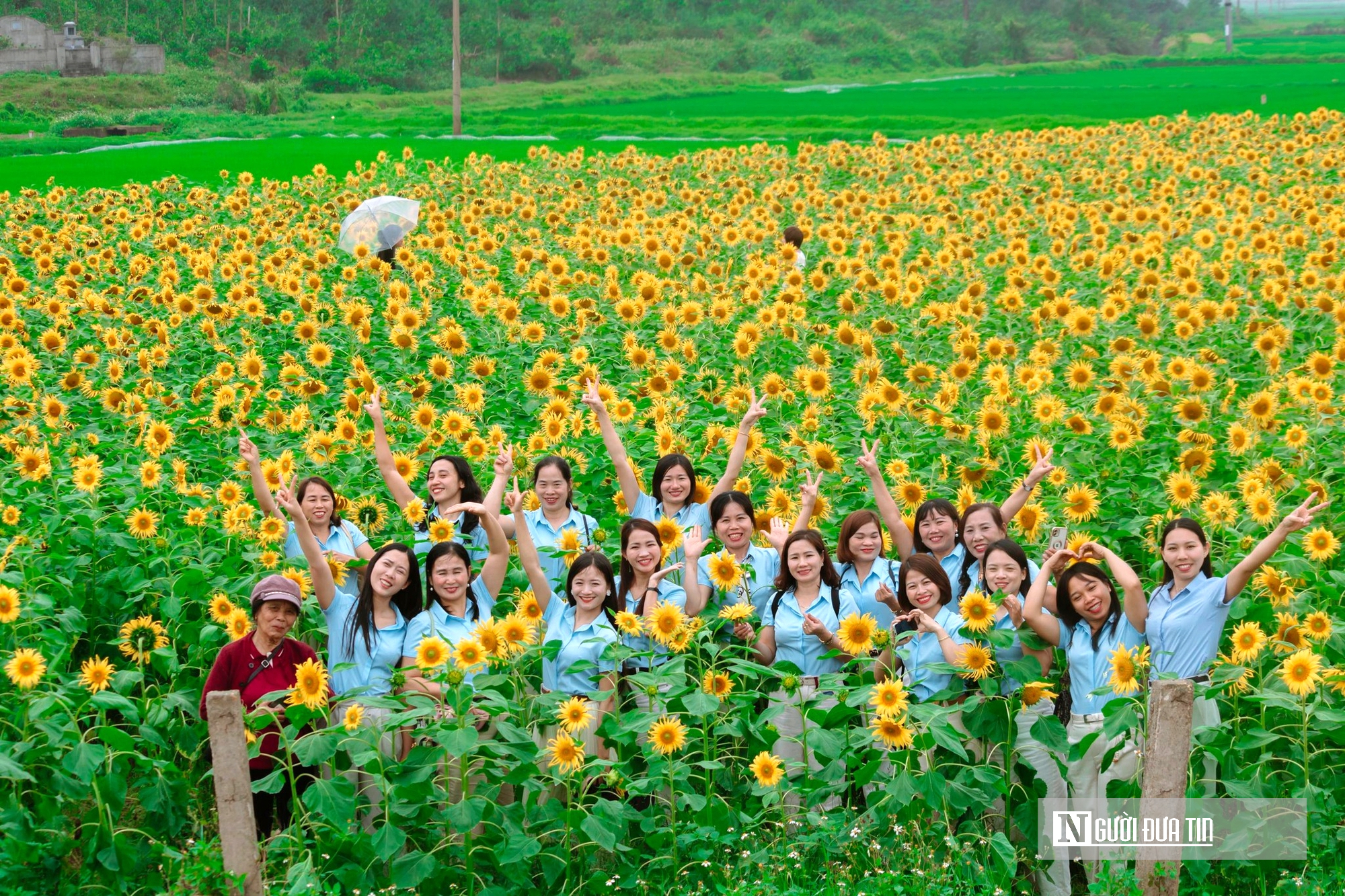 Mê mẩn vườn hoa hướng dương trên quê hương Bác Hồ 'hút' giới trẻ check-in- Ảnh 1.