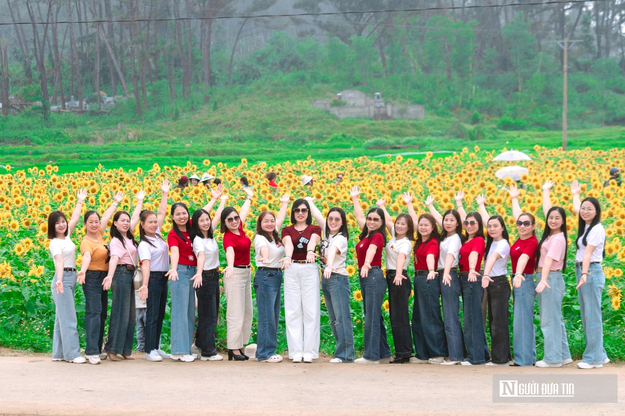 Mê mẩn vườn hoa hướng dương trên quê hương Bác Hồ 'hút' giới trẻ check-in- Ảnh 2.