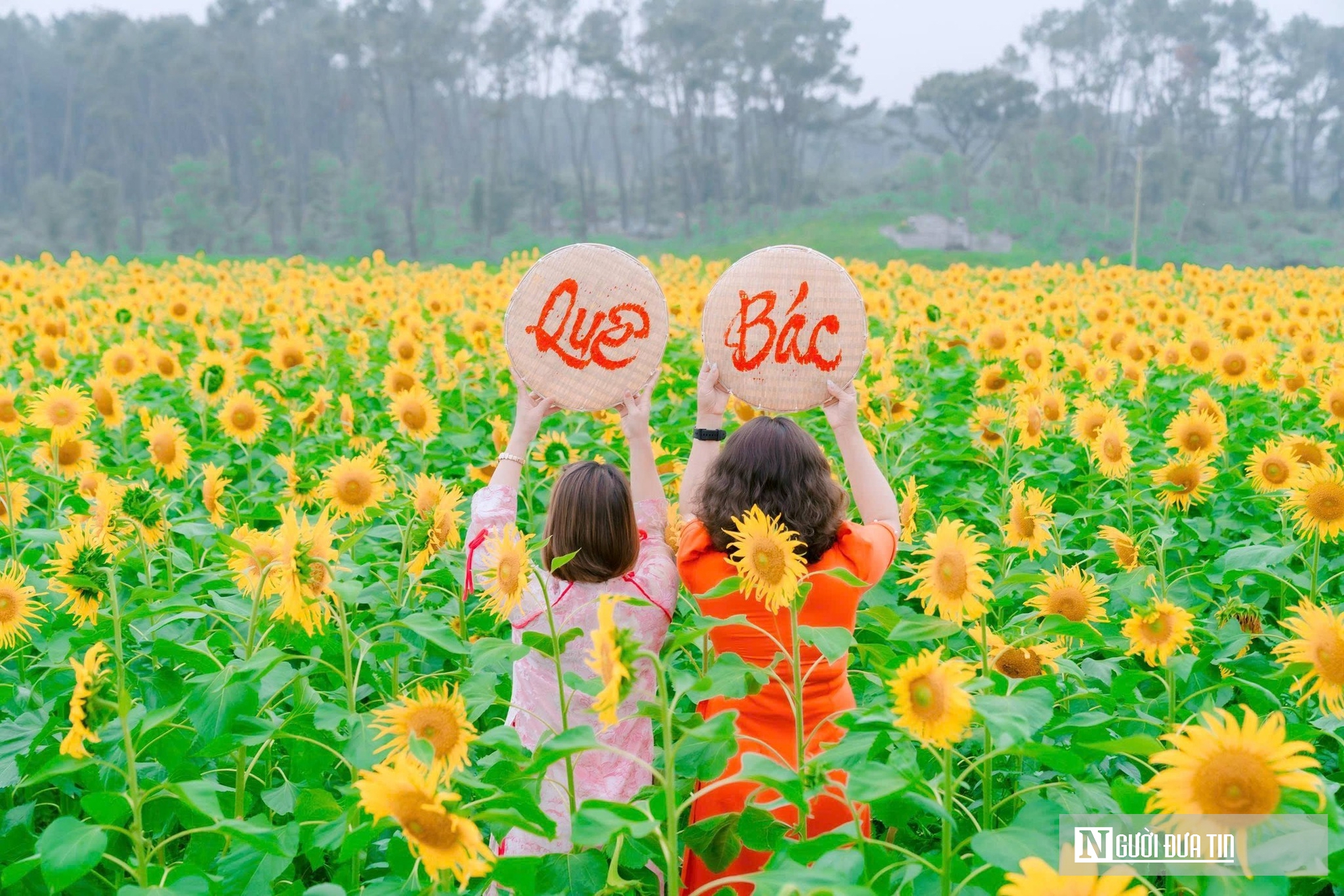Mê mẩn vườn hoa hướng dương trên quê hương Bác Hồ 'hút' giới trẻ check-in- Ảnh 3.