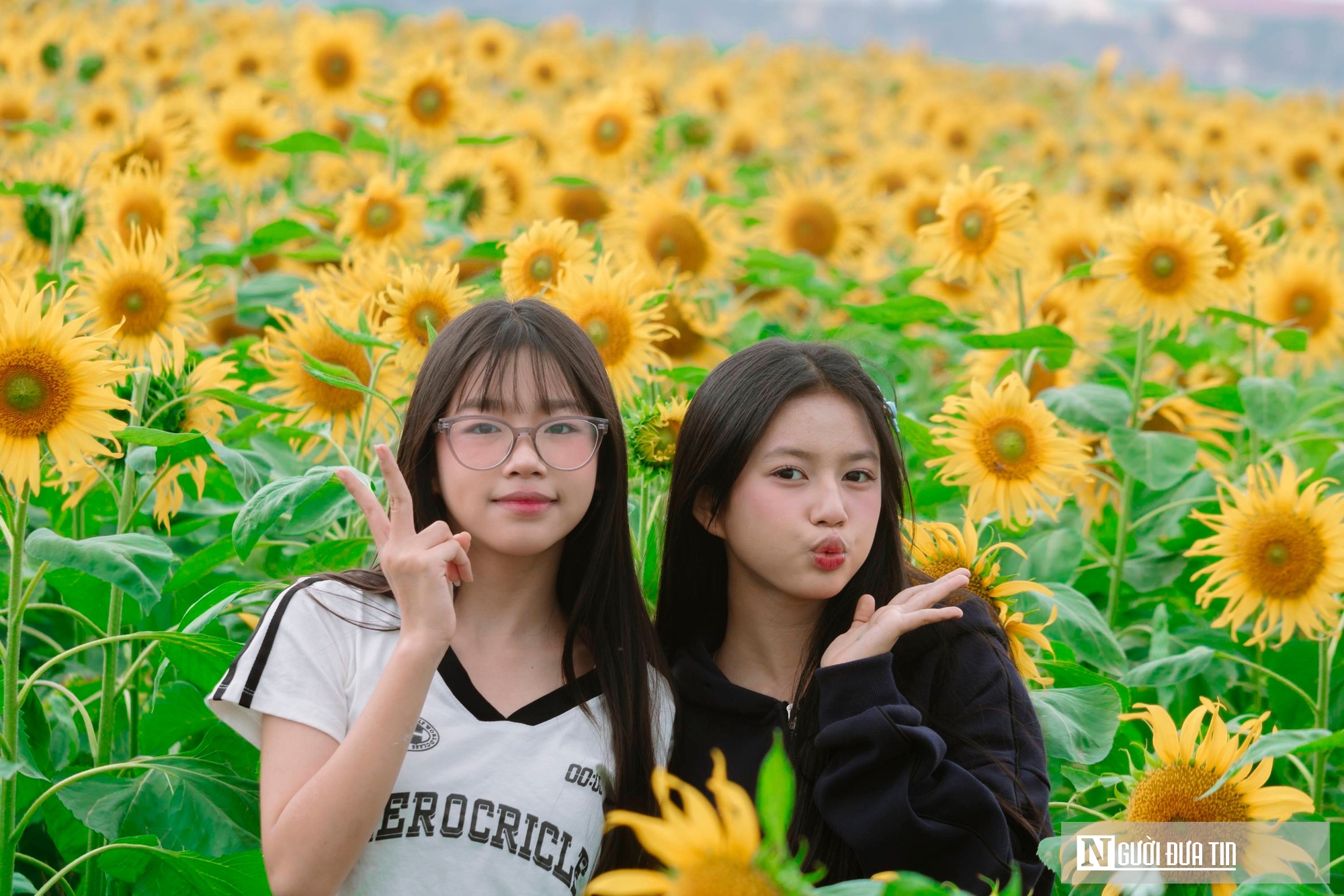 Mê mẩn vườn hoa hướng dương trên quê hương Bác Hồ 'hút' giới trẻ check-in- Ảnh 9.