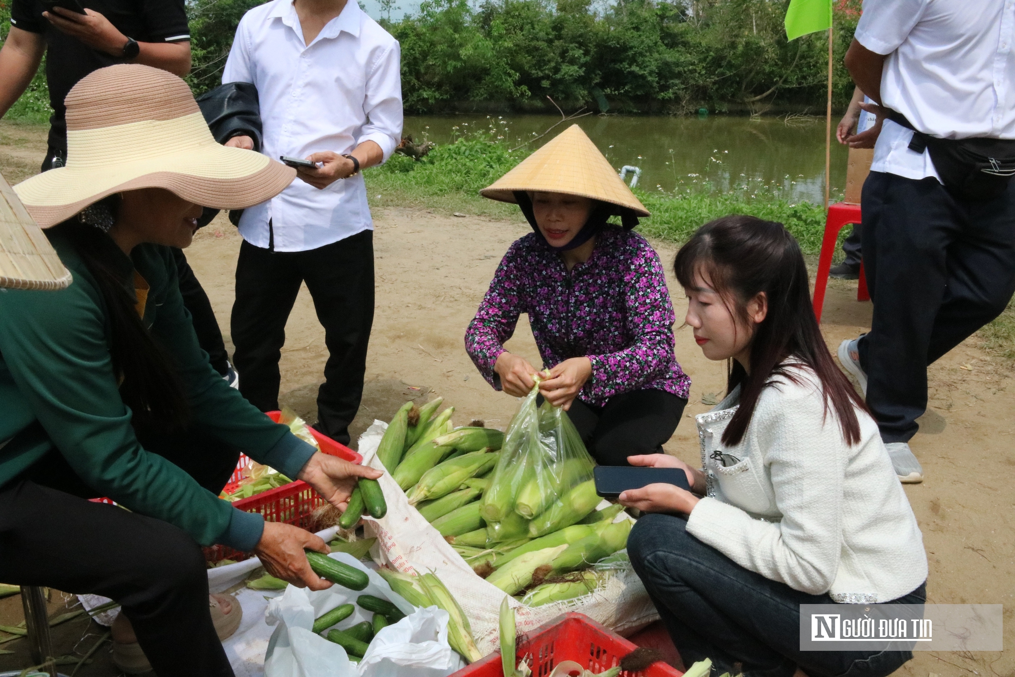 Mê mẩn vườn hoa hướng dương trên quê hương Bác Hồ 'hút' giới trẻ check-in- Ảnh 11.
