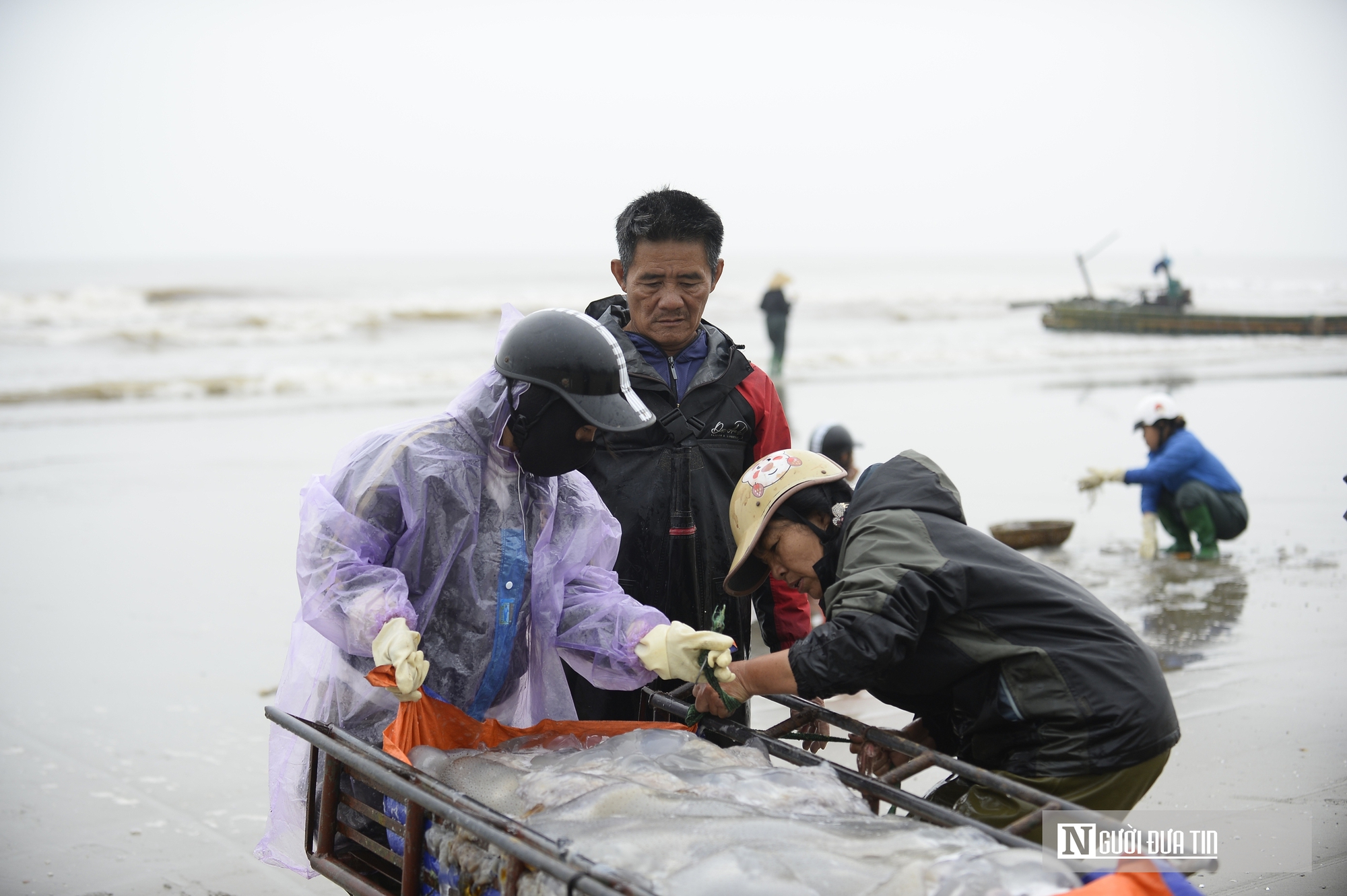 Sứa biển v&agrave;o m&ugrave;a, ngư d&acirc;n kiếm tiền triệu mỗi chuyến ra khơi- Ảnh 3.