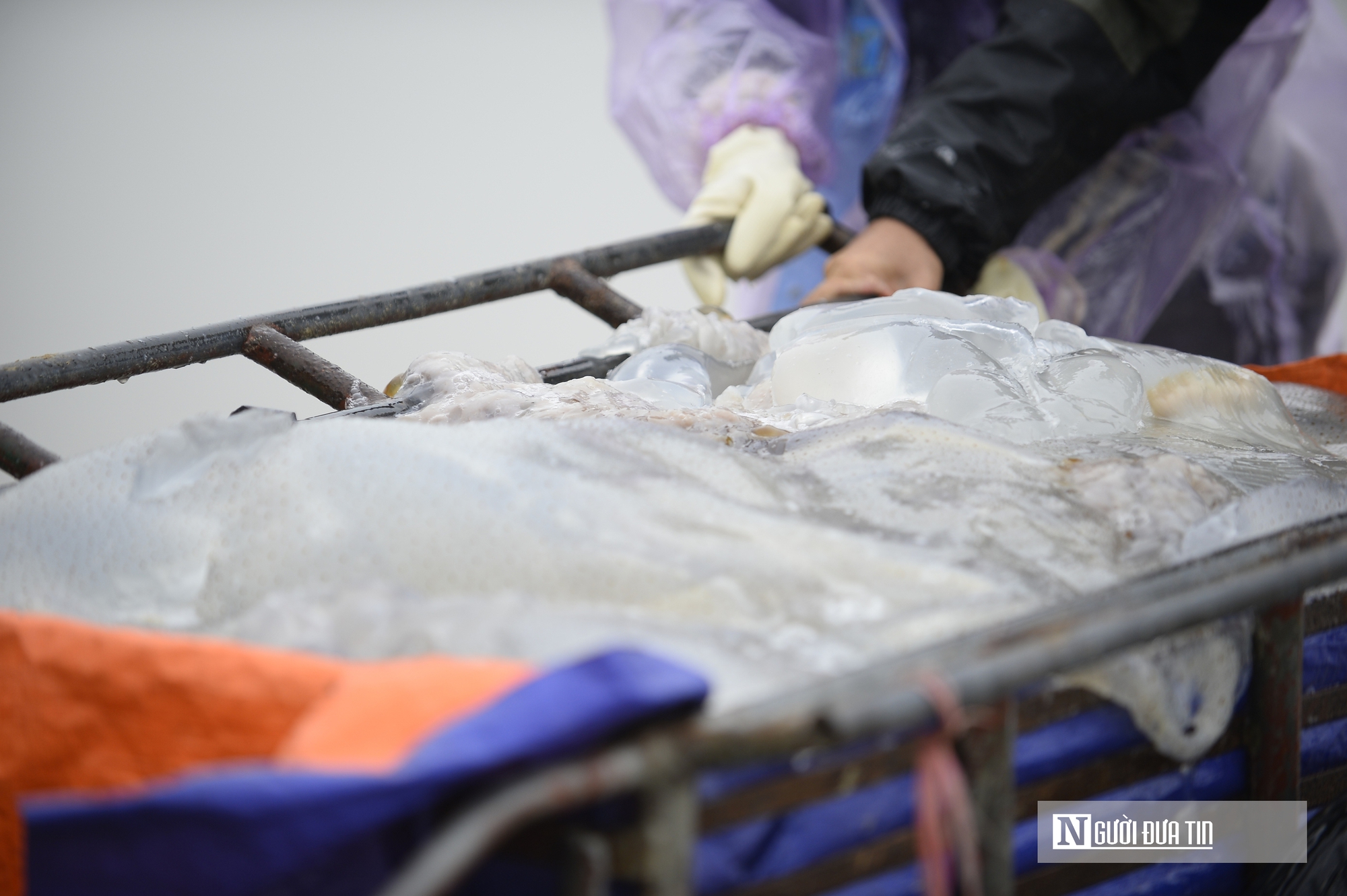 Sứa biển v&agrave;o m&ugrave;a, ngư d&acirc;n kiếm tiền triệu mỗi chuyến ra khơi- Ảnh 4.